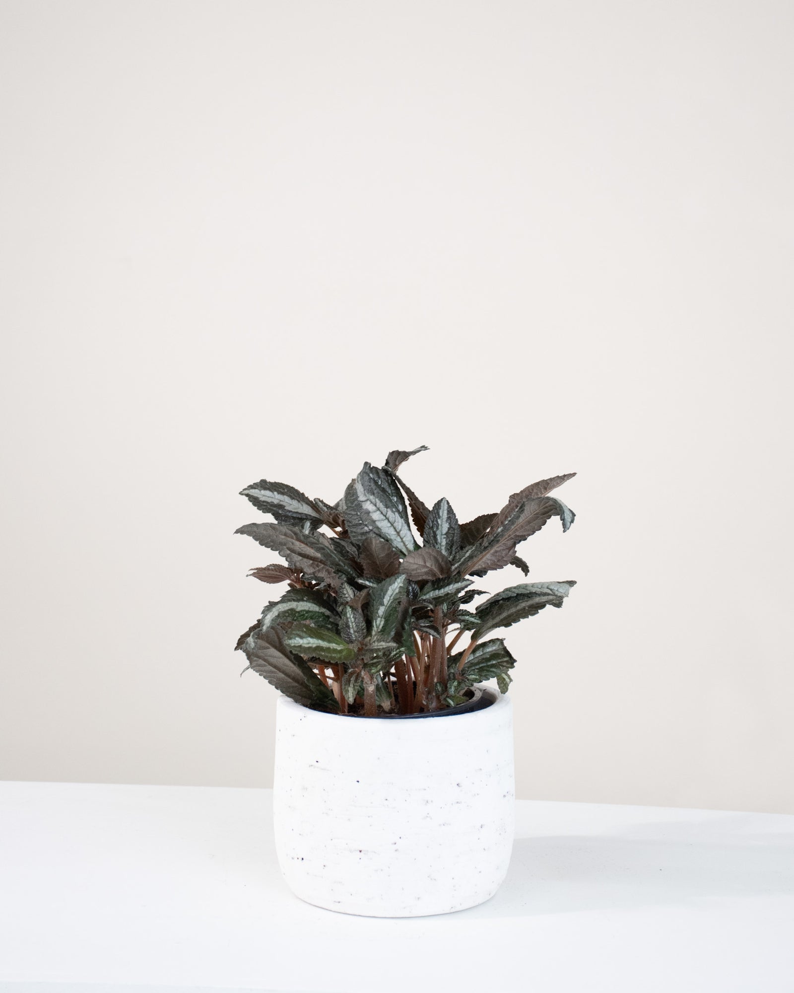 Pilea involucrata