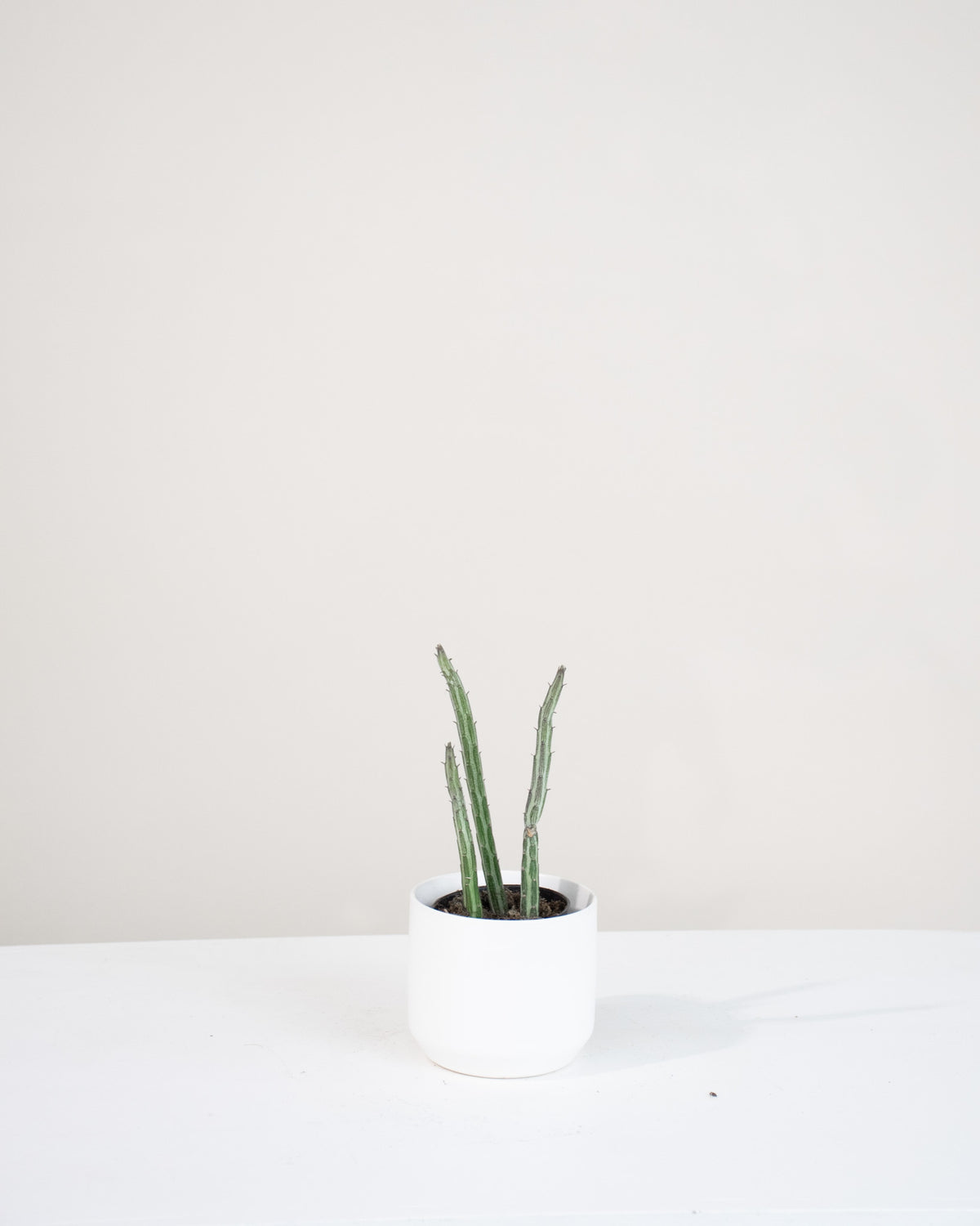 Senecio stapelliformis