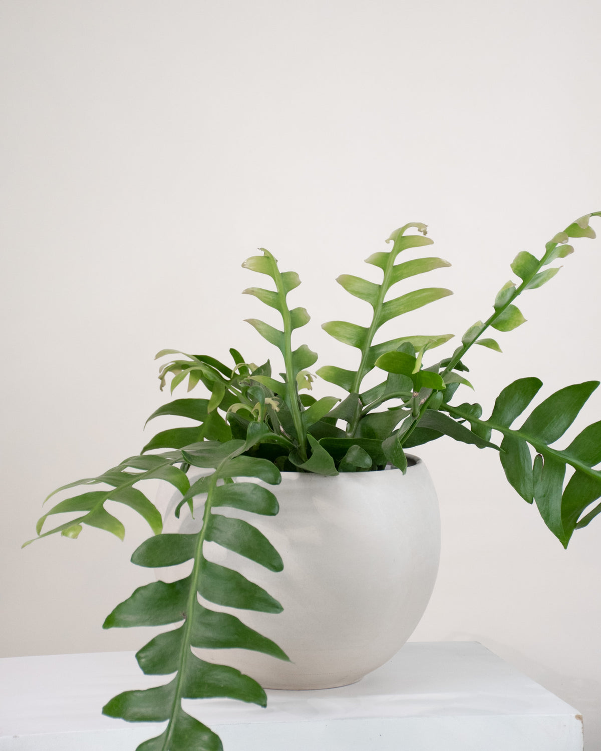 Selenicereus chrysocardium « Fern leaf cactus »