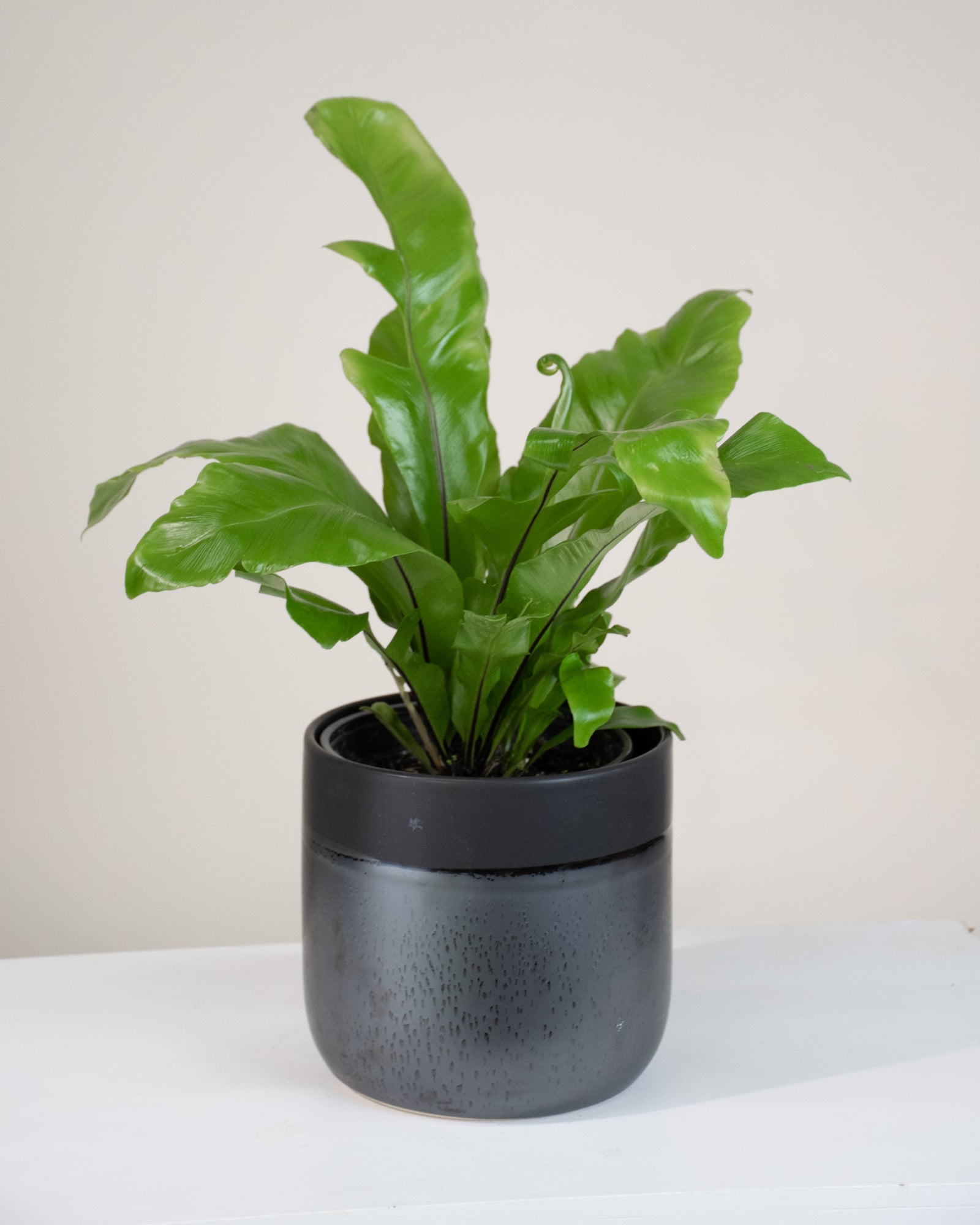 Asplenium nidus