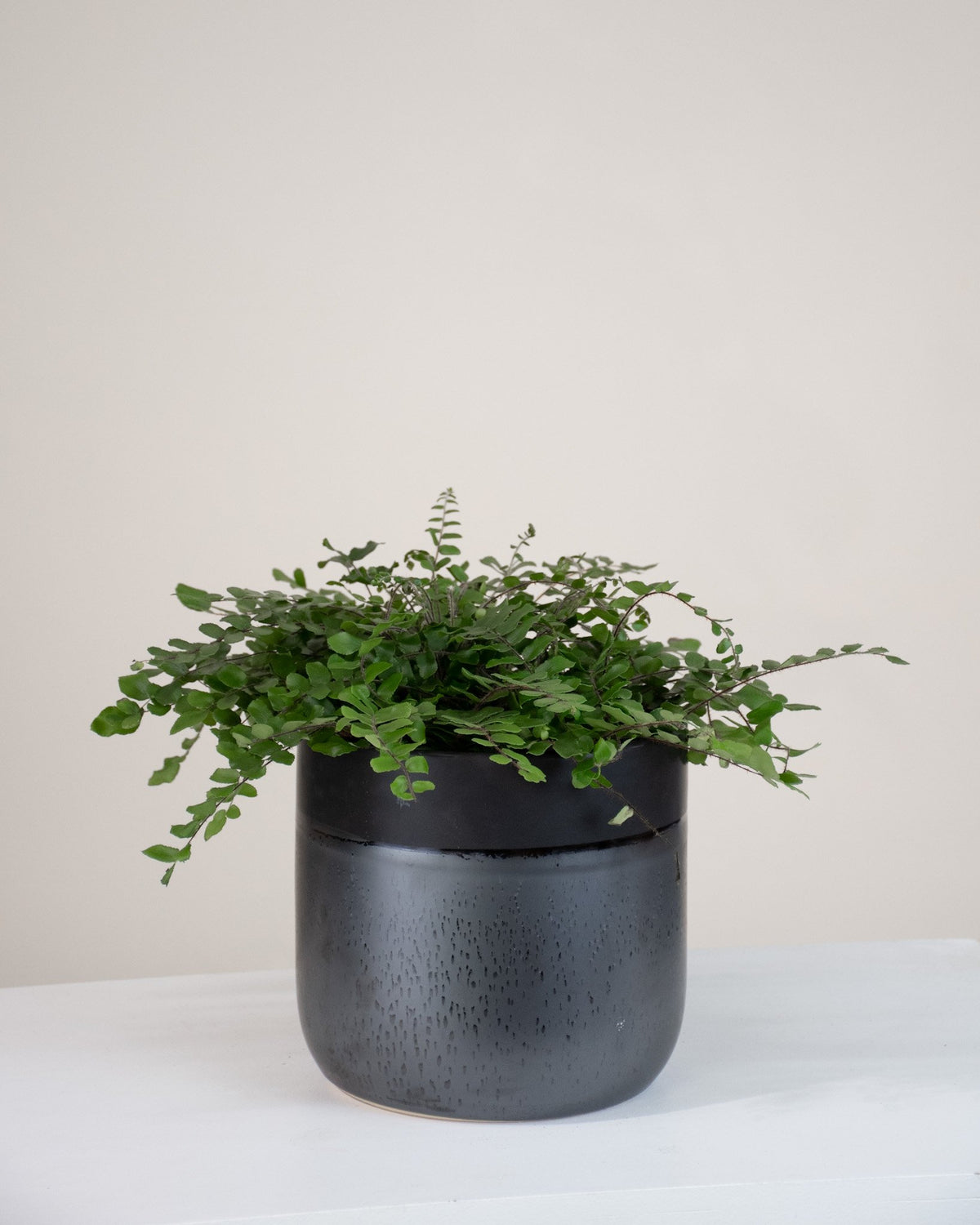 Pelleae rotundifolia « Button Fern »