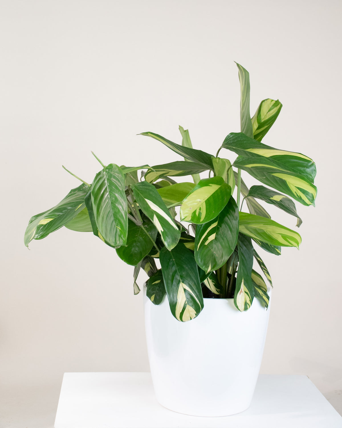 Ctenanthe lubbersiana