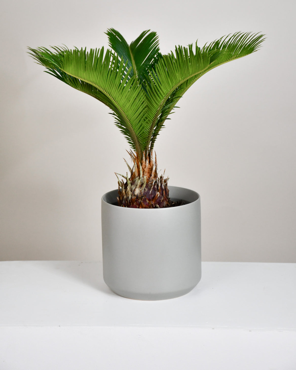 Cycas revoluta