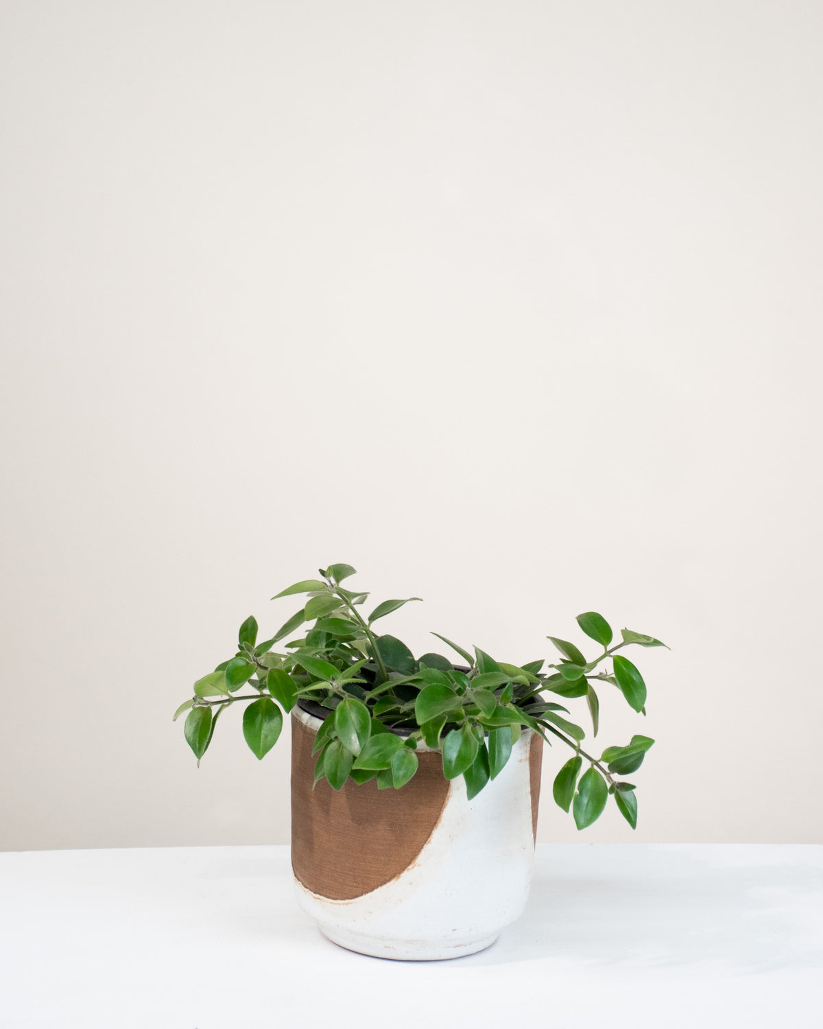 Aeschynanthus lobianus « Mona Lisa »