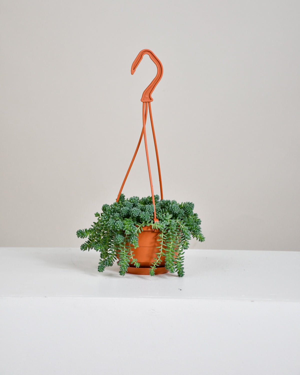 Sedum dasyphyllum major