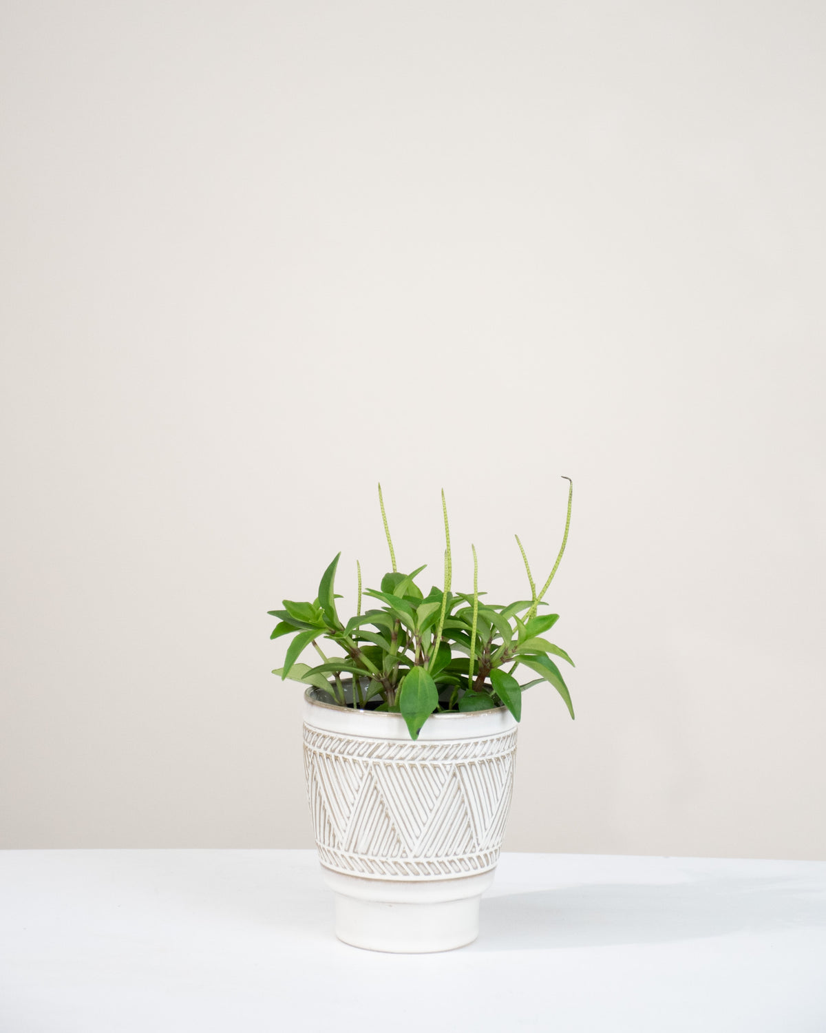 Peperomia « Amigo Marcello »