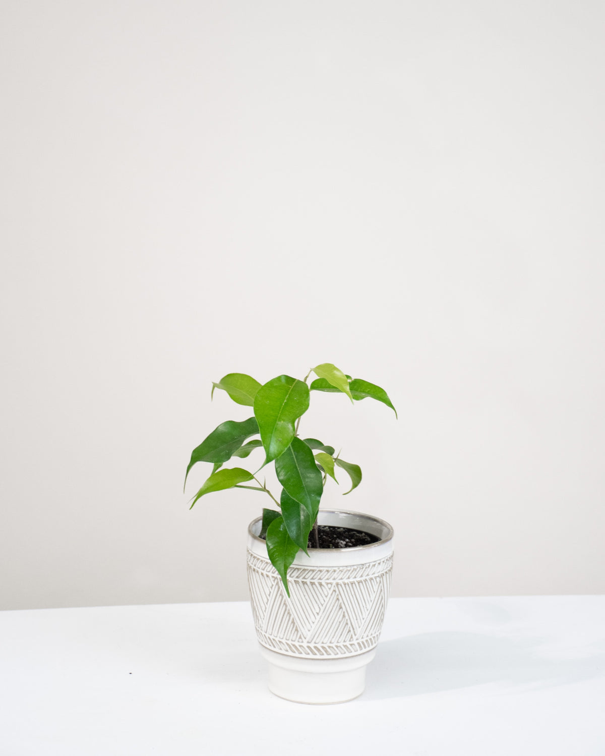 Ficus benjamina