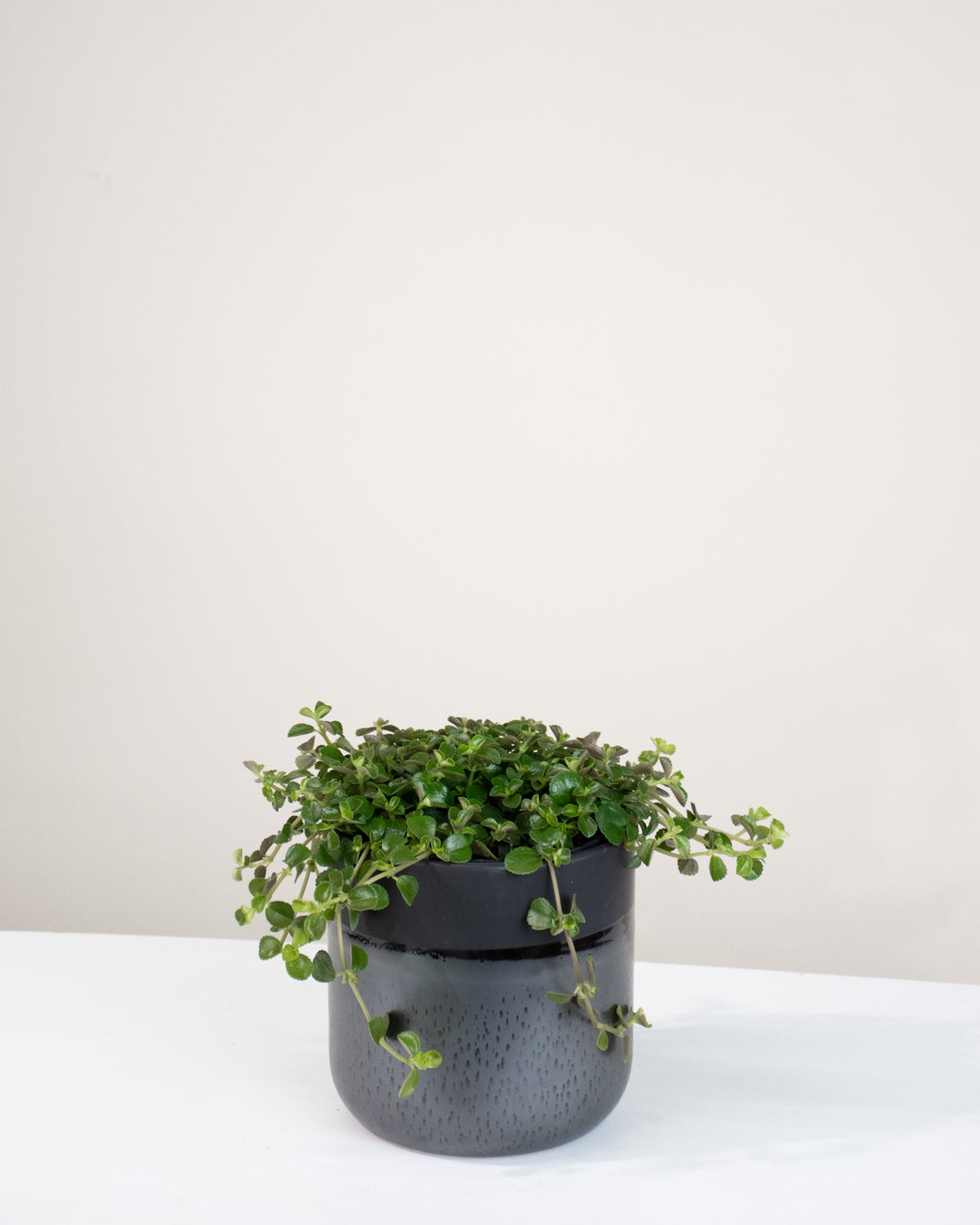 Pilea depressa « Sao Paulo »