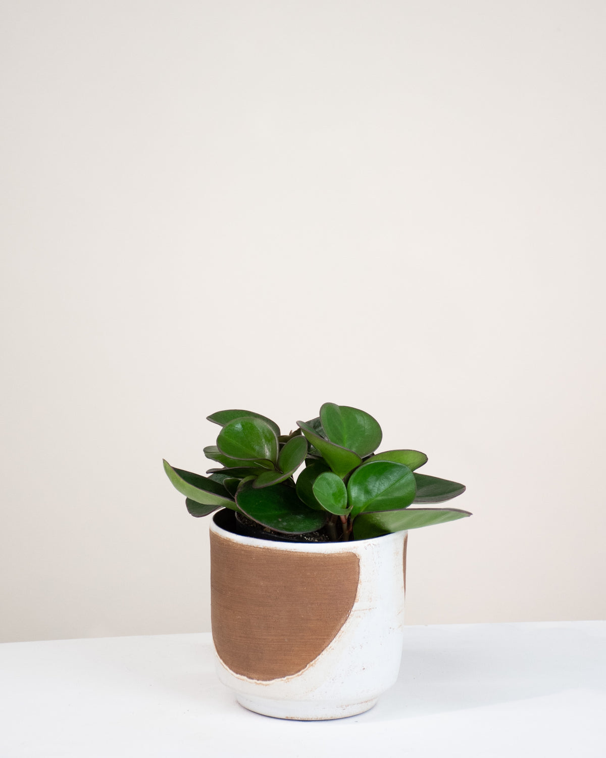 Peperomia obtusifolia « Red Edge »