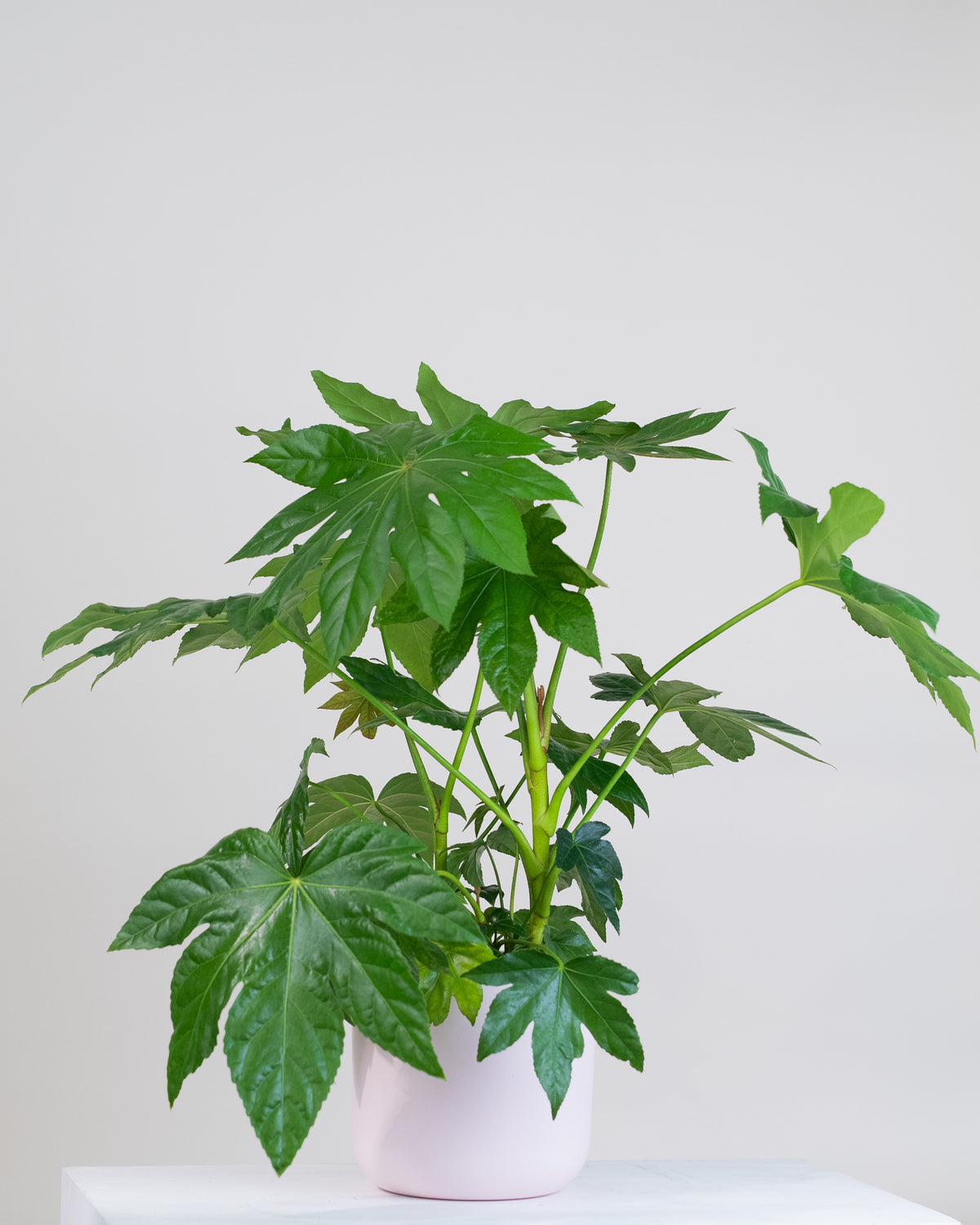 Fatsia japonica