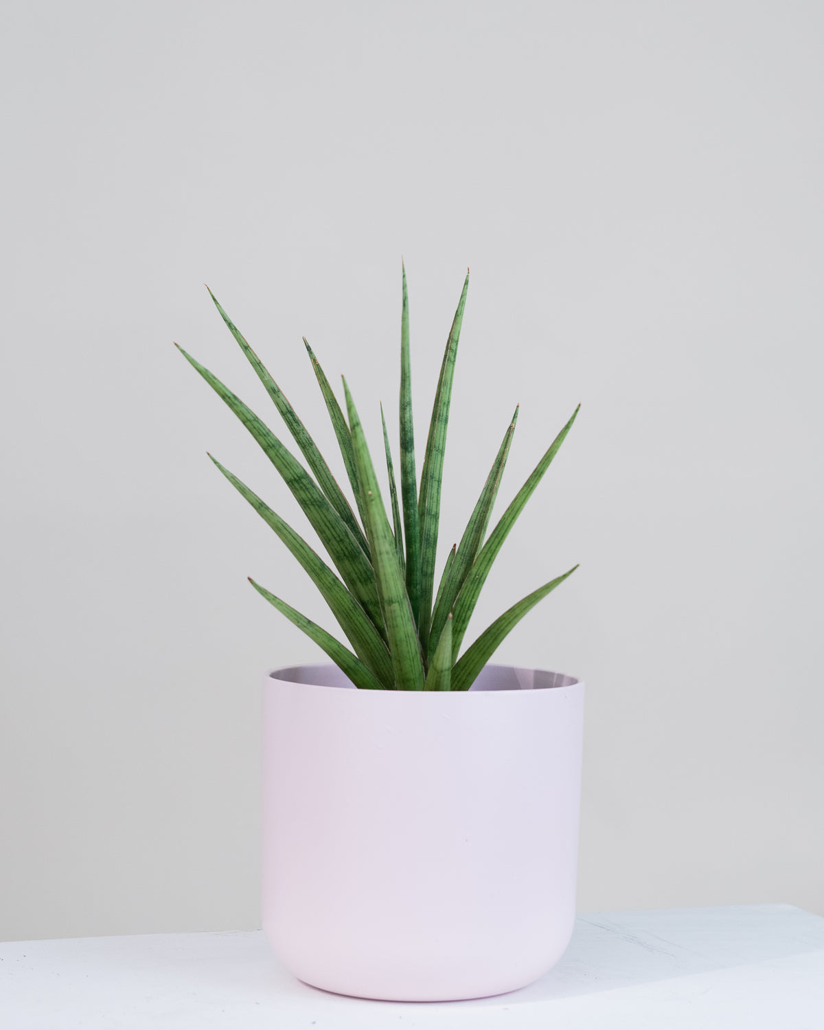 Sansevière cylindrica « Tom Gracilis »