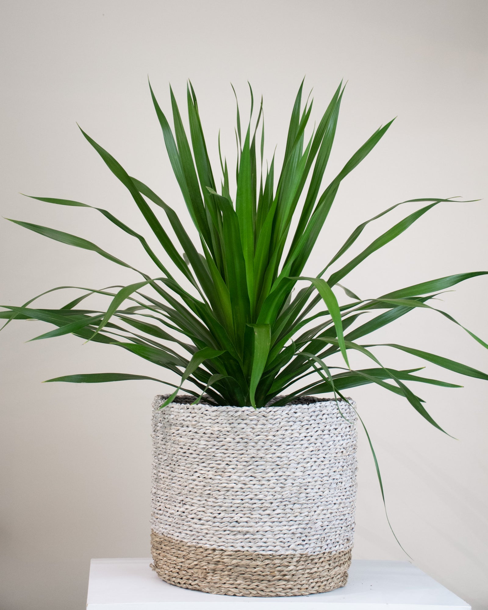 Dracaena arborea