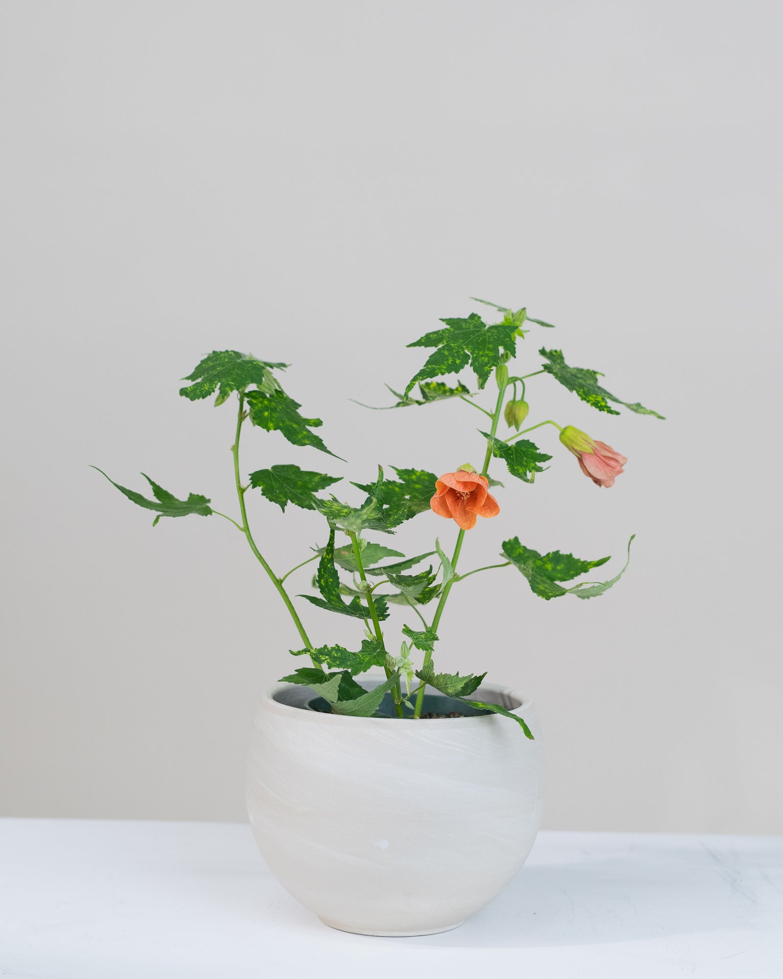 Abutilon orange
