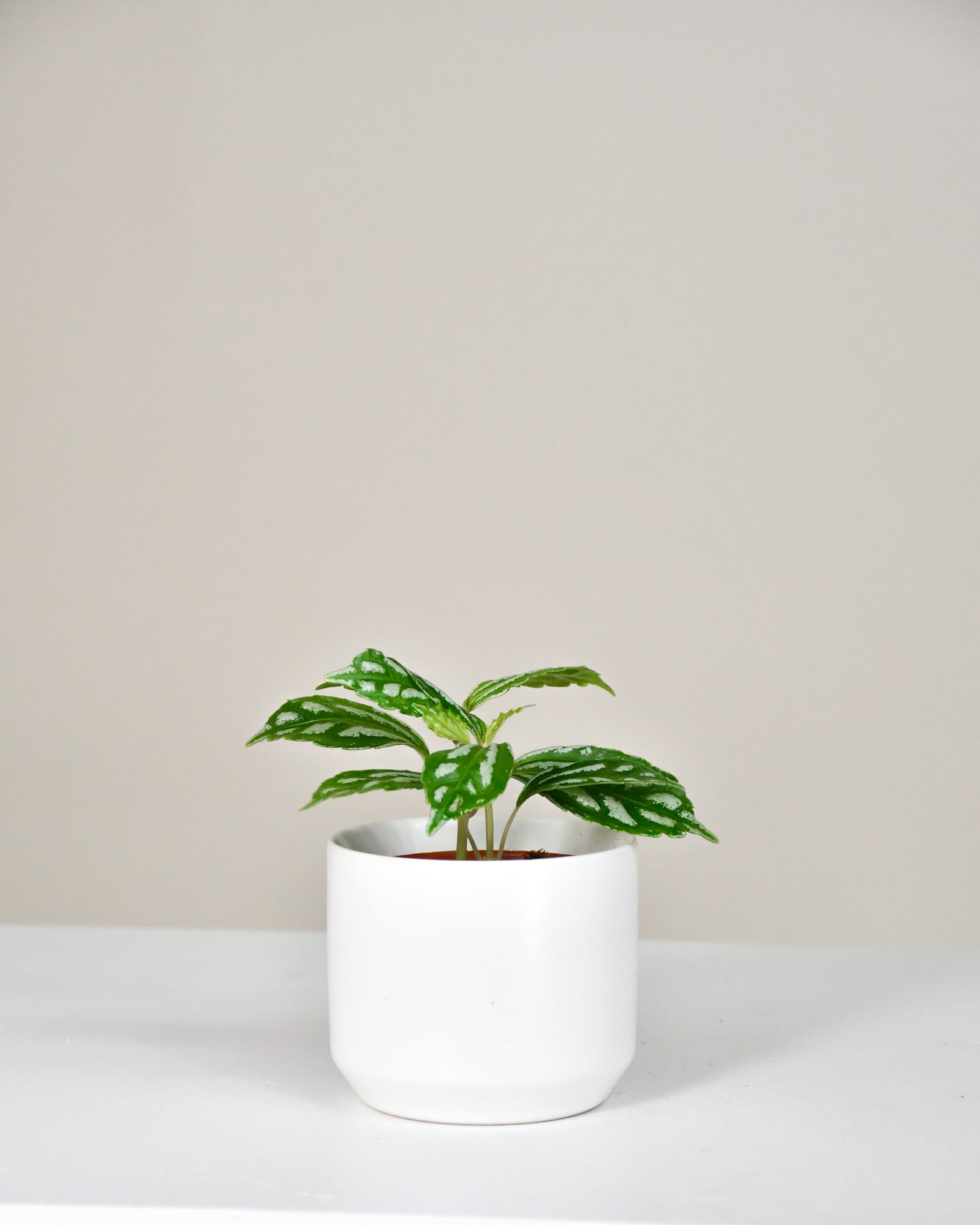 Pilea cadierei