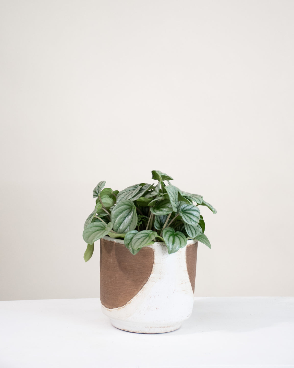 Peperomia caperata « Frost »