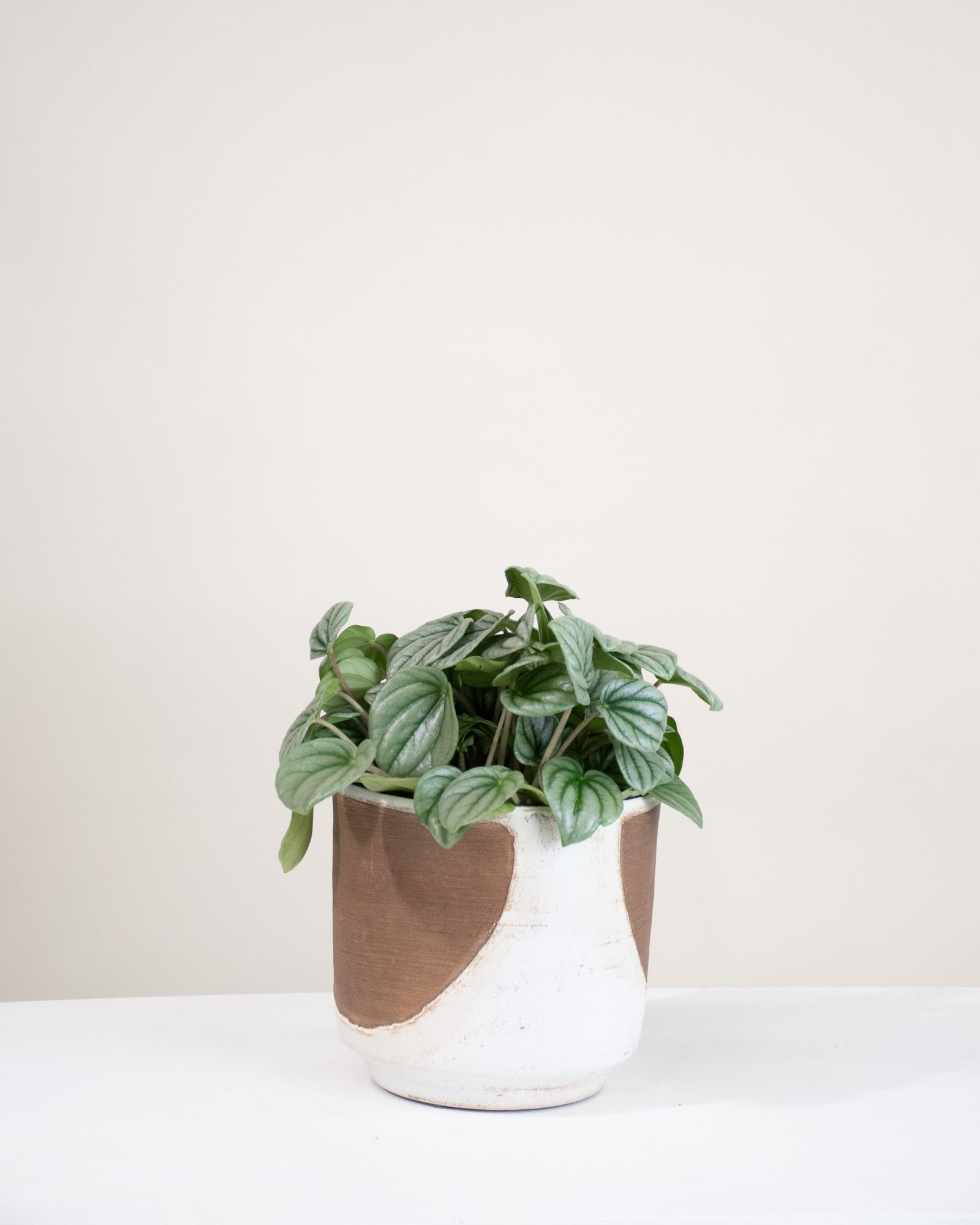 Peperomia caperata 'Frost'