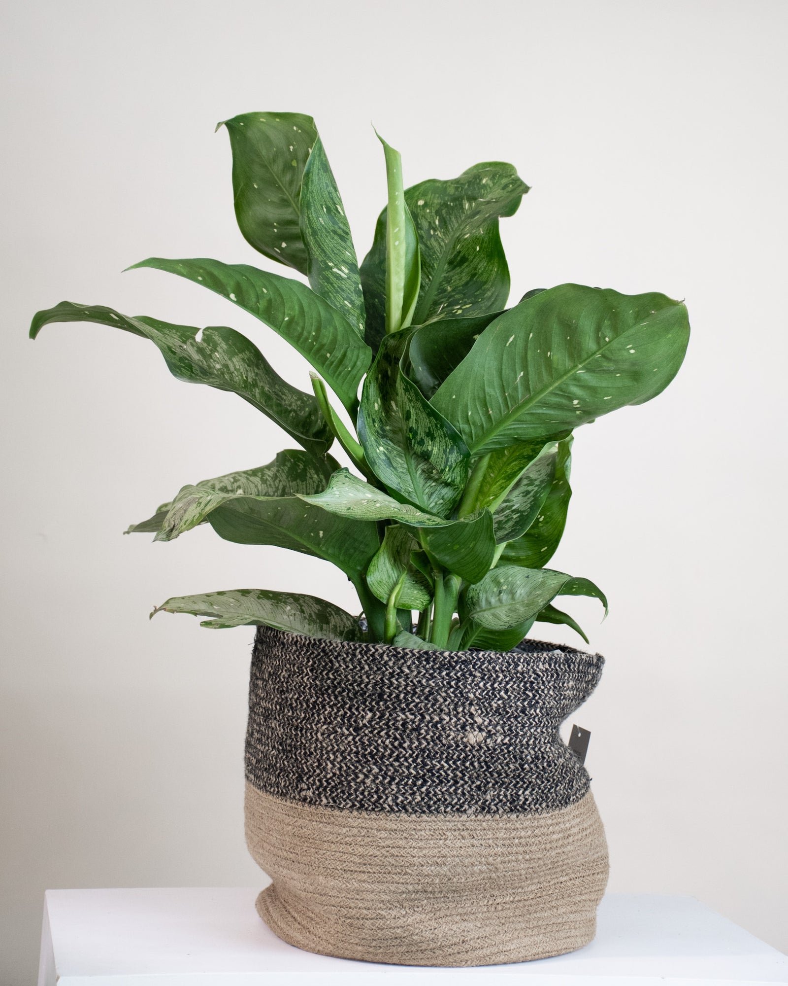 Dieffenbachia « Memoria Corsii »