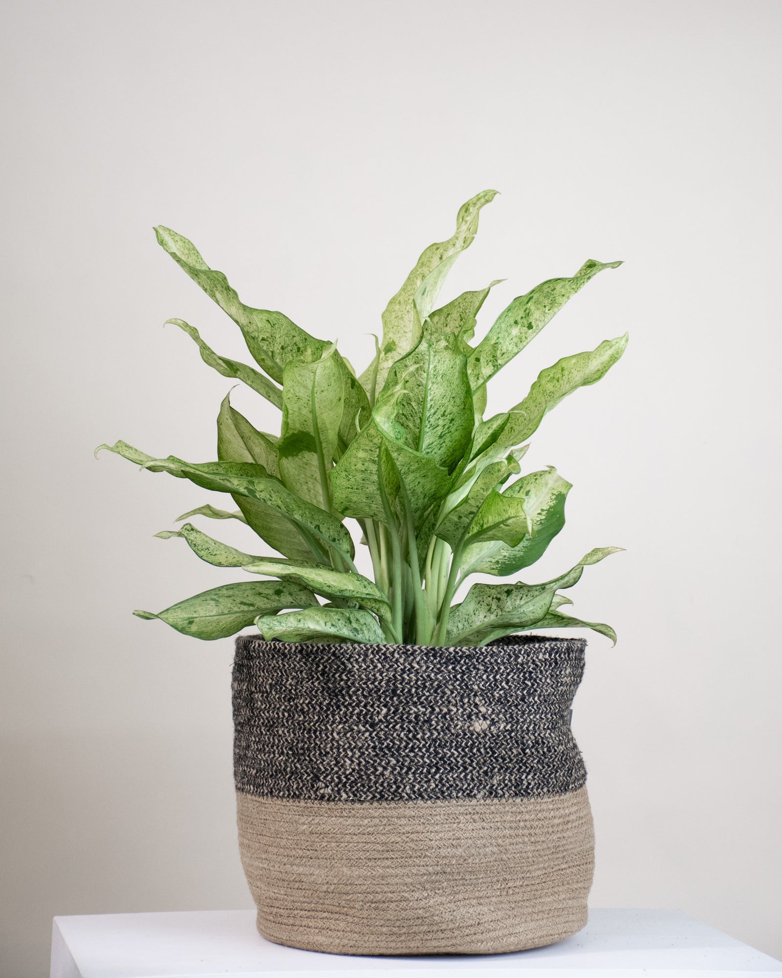 Dieffenbachia « Camouflage »