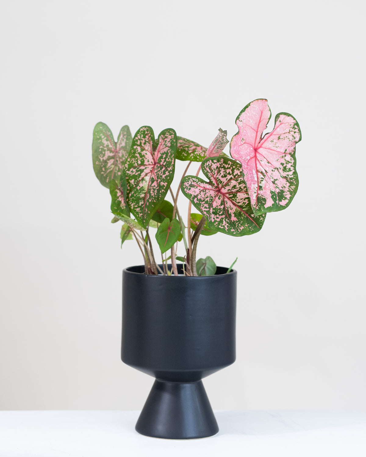 Caladium hortulanum assorties