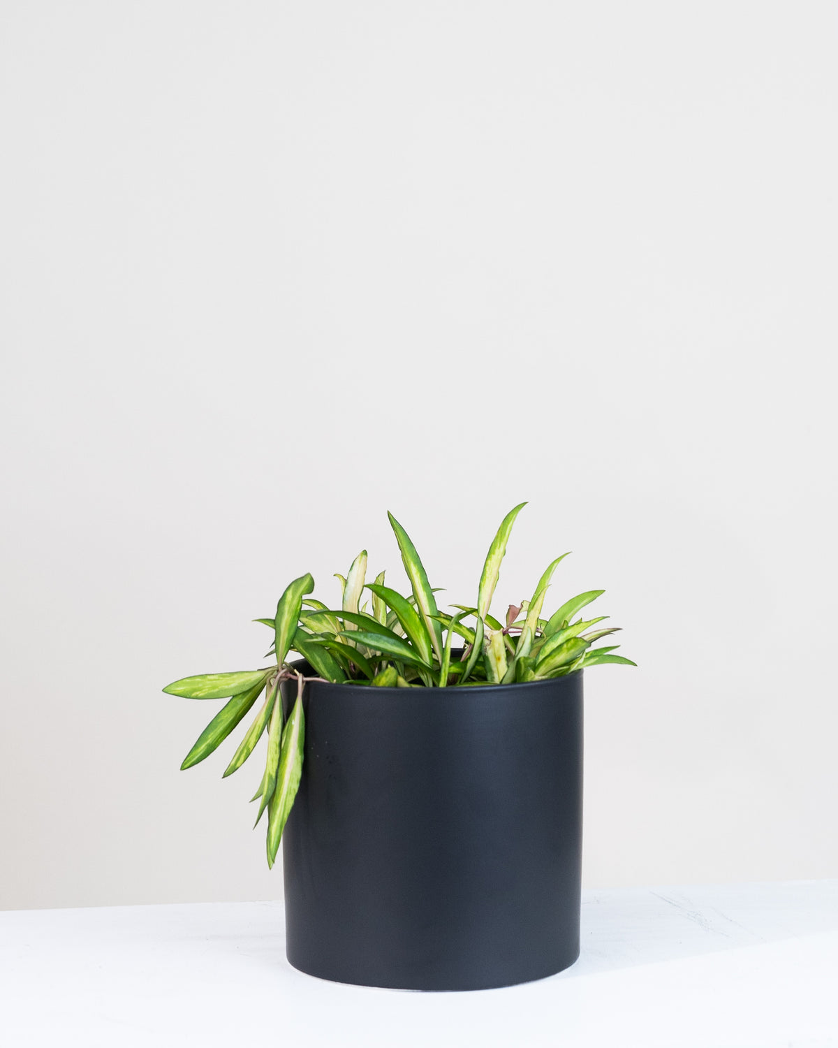 Hoya wayetii « Variegata »