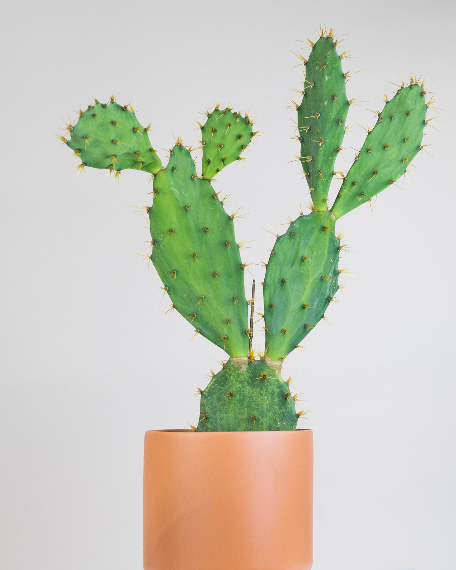Opuntia engelmannii