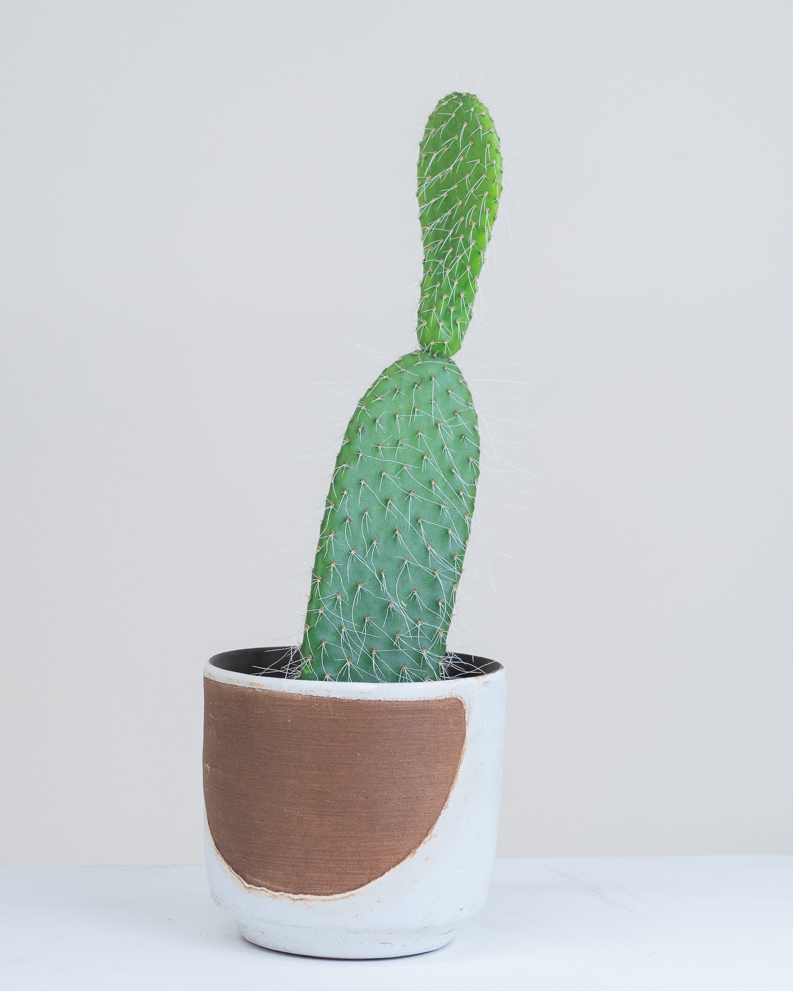 Opuntia pilifera