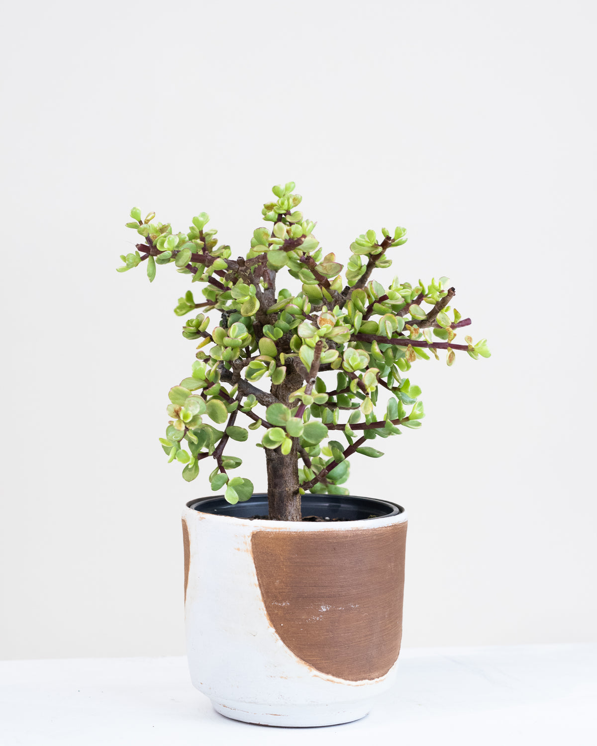 Portulacaria afra