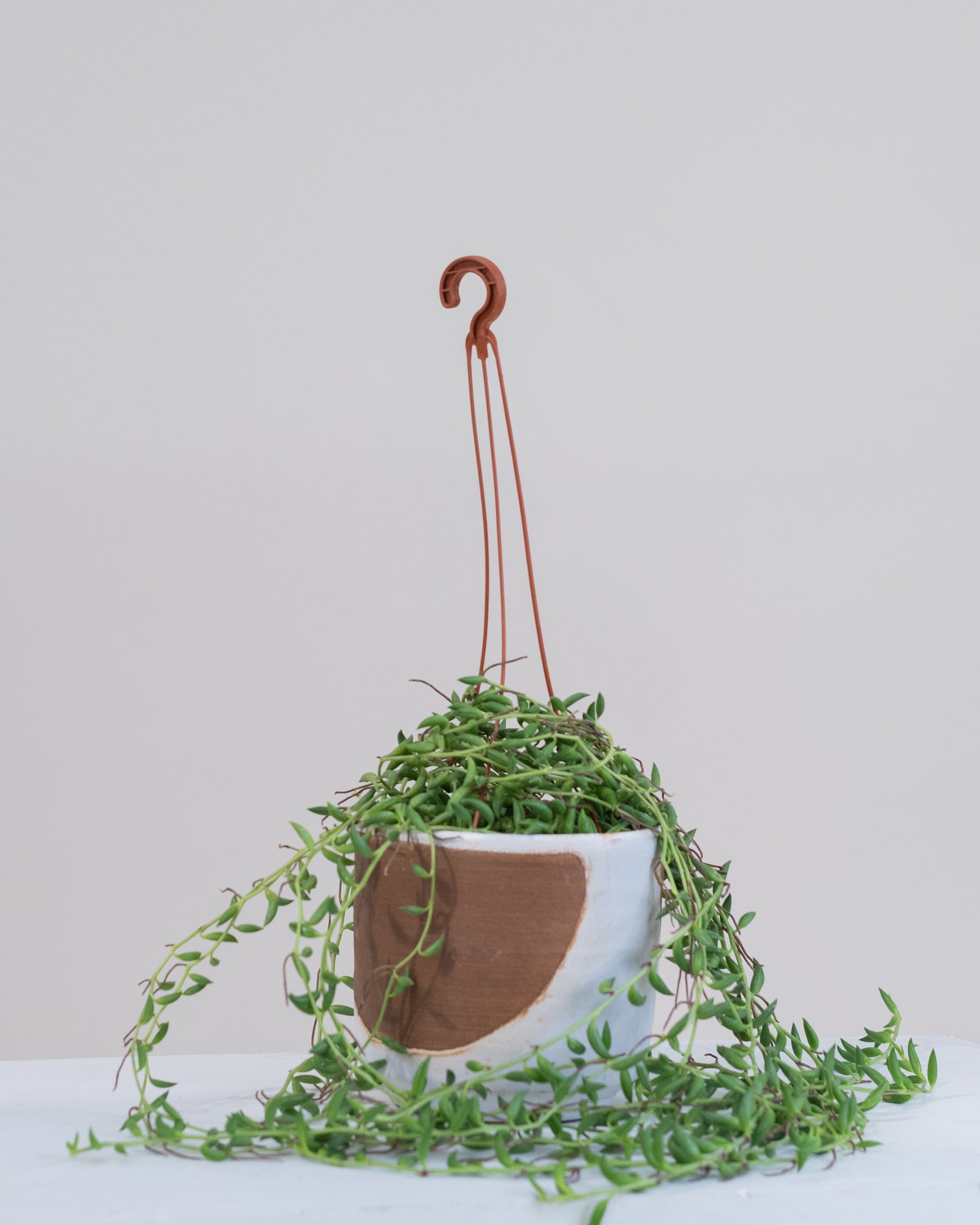 Senecio radicans « String of Banana »