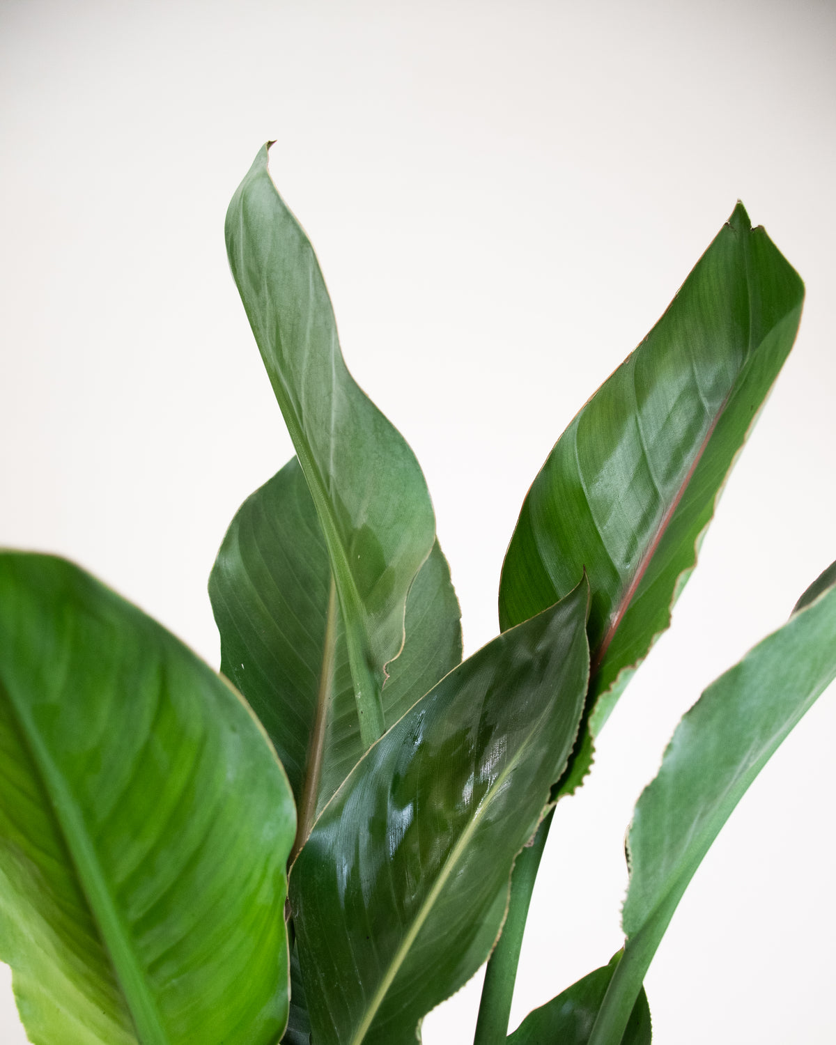 Strelitzia reginae