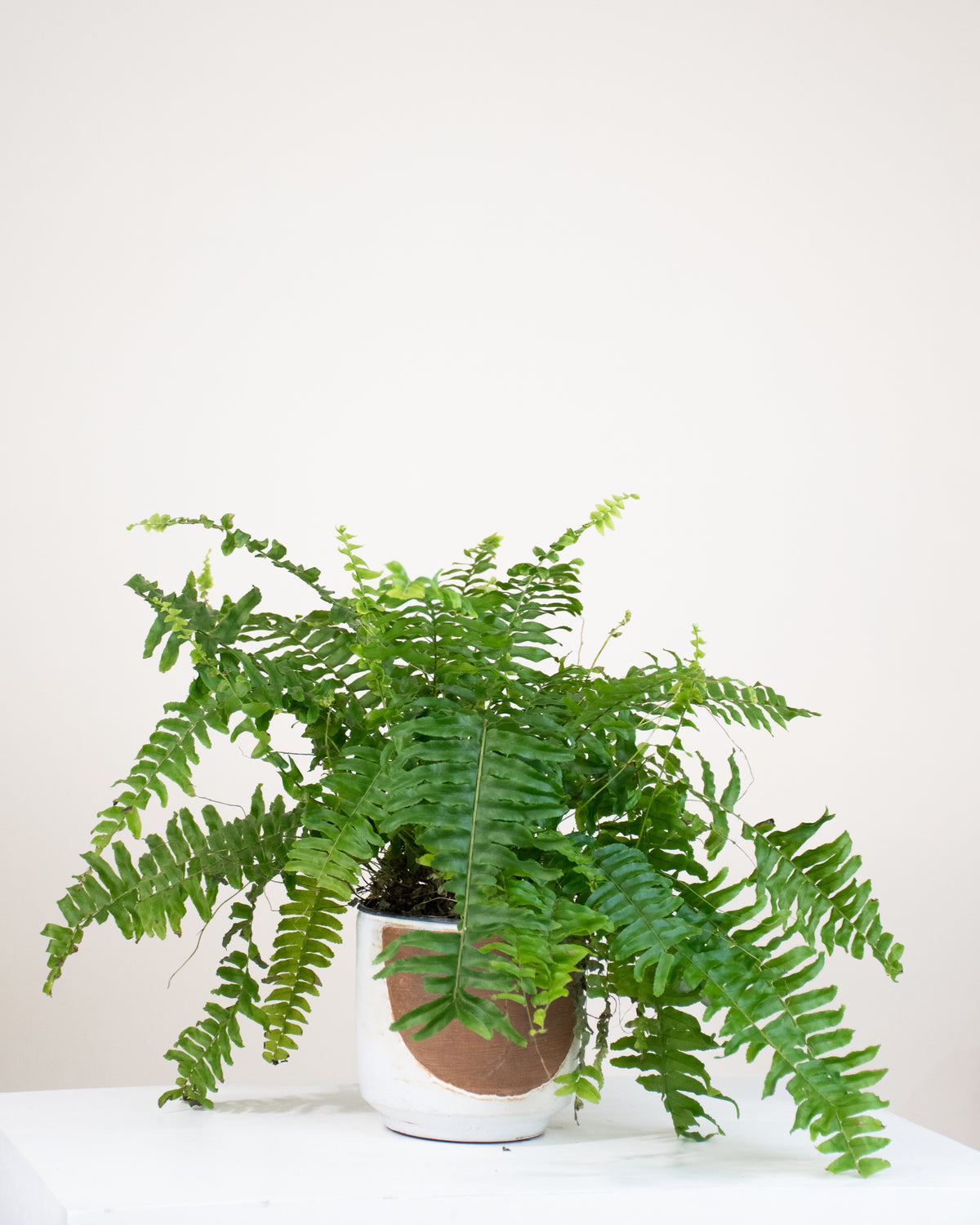 Nephrolepis exaltata / Fougère Boston