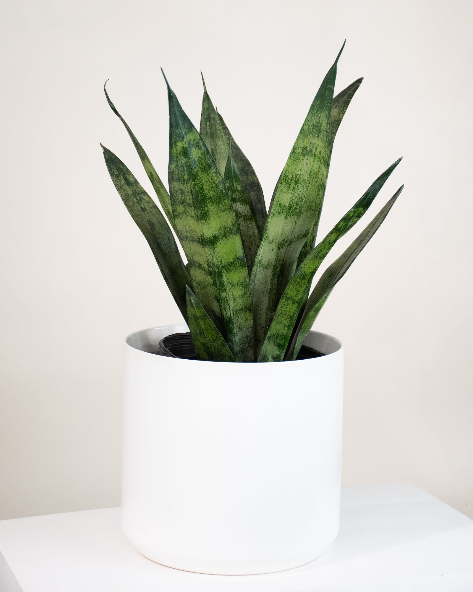 Sansevière trifasciata « Frost »