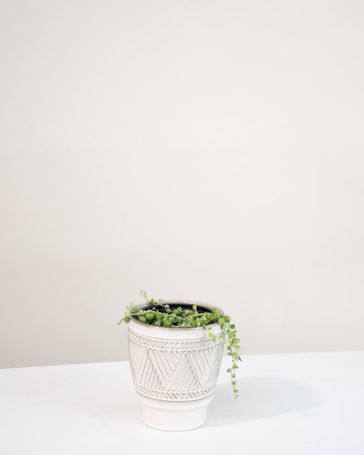 Senecio rowleyanus « Collier de perles » Variegata