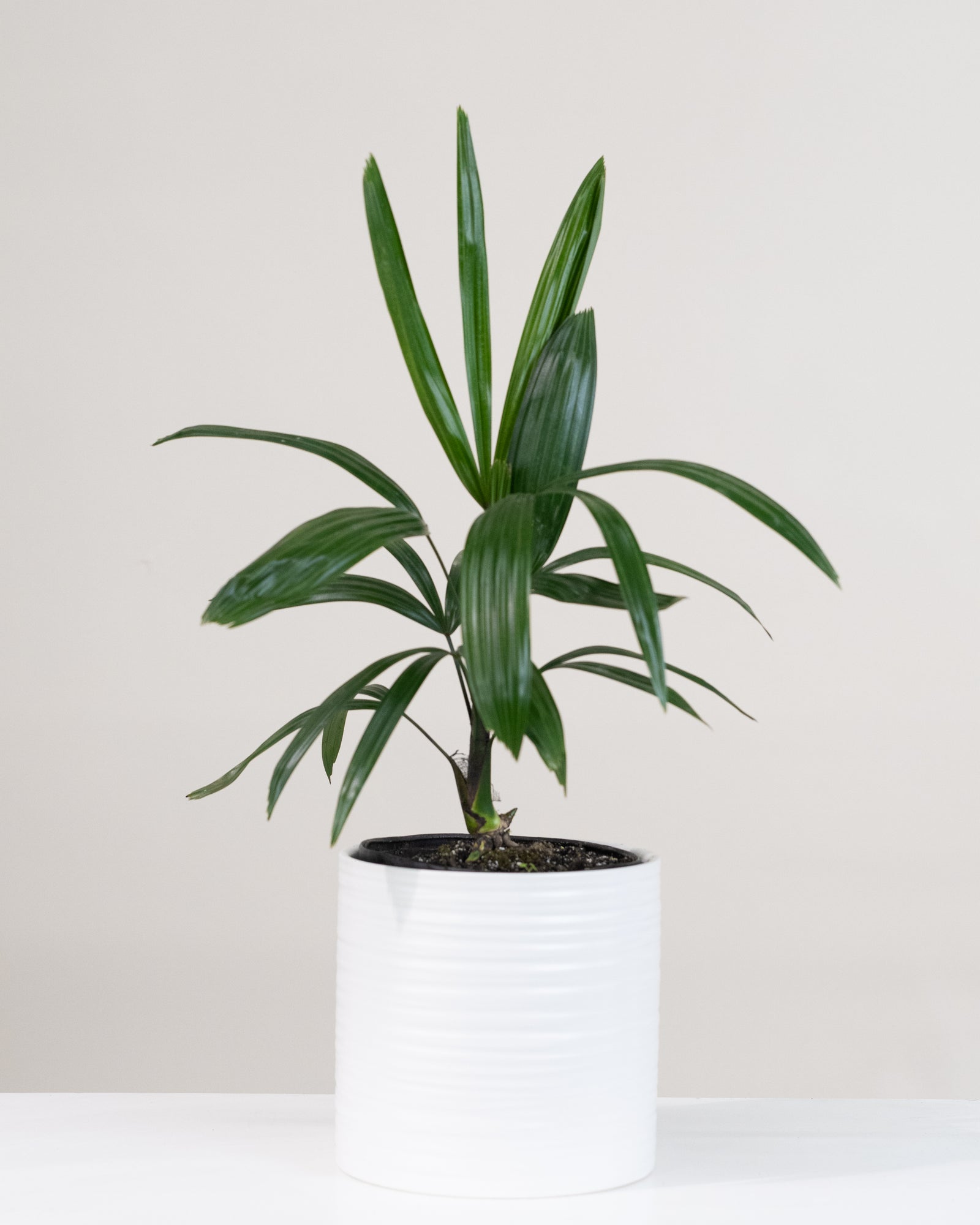 Rhapis excelsa