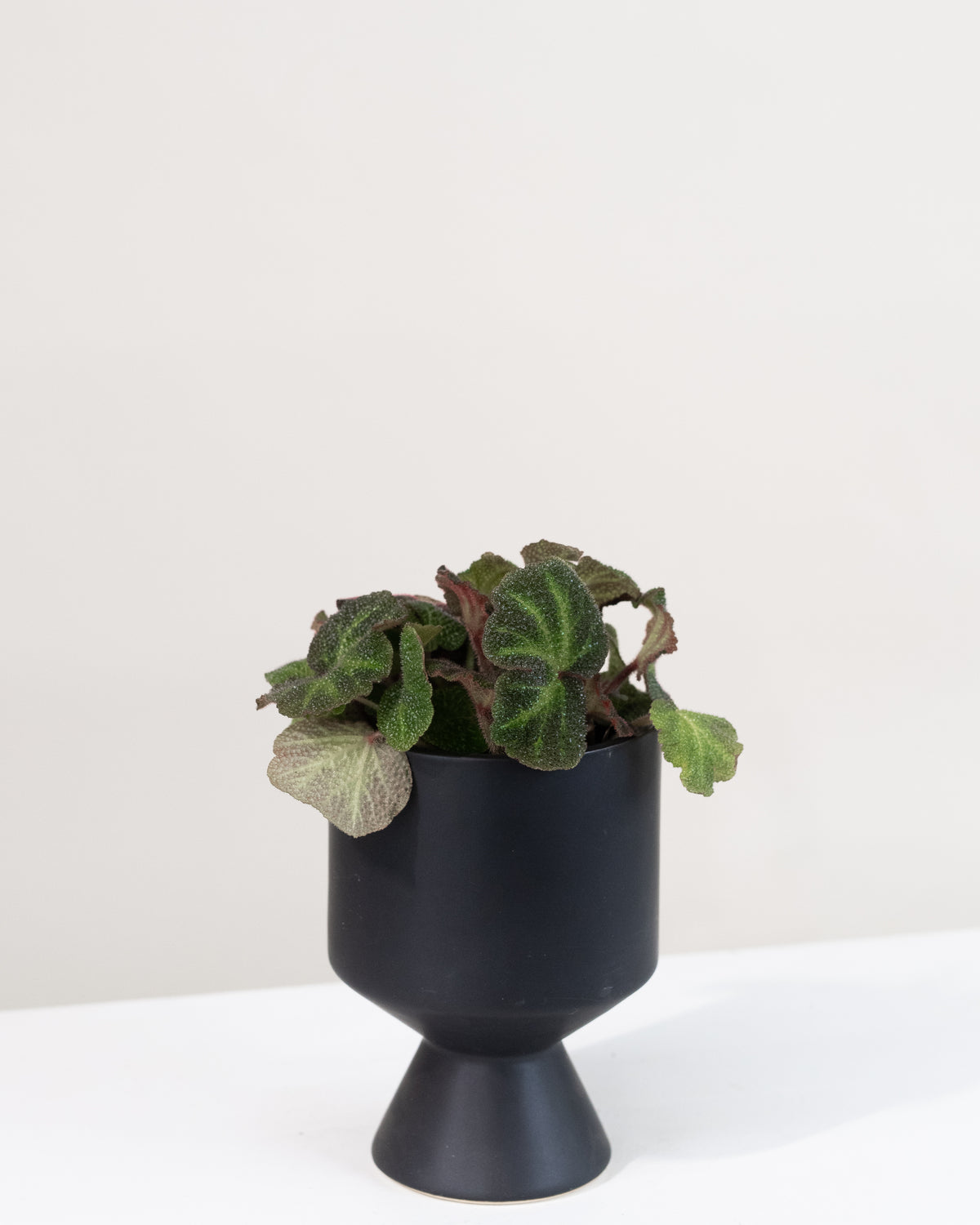 Begonia solimutata