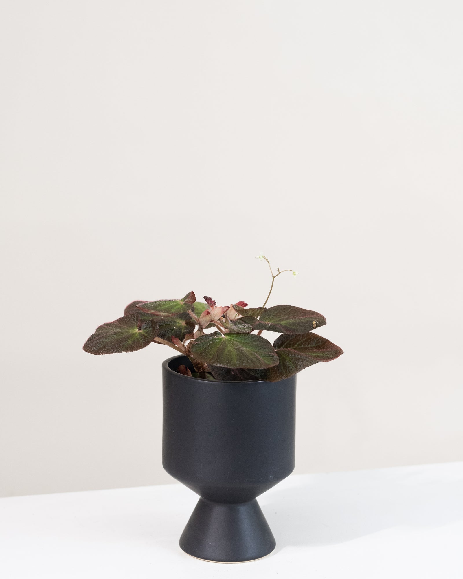 Begonia « Manaus »