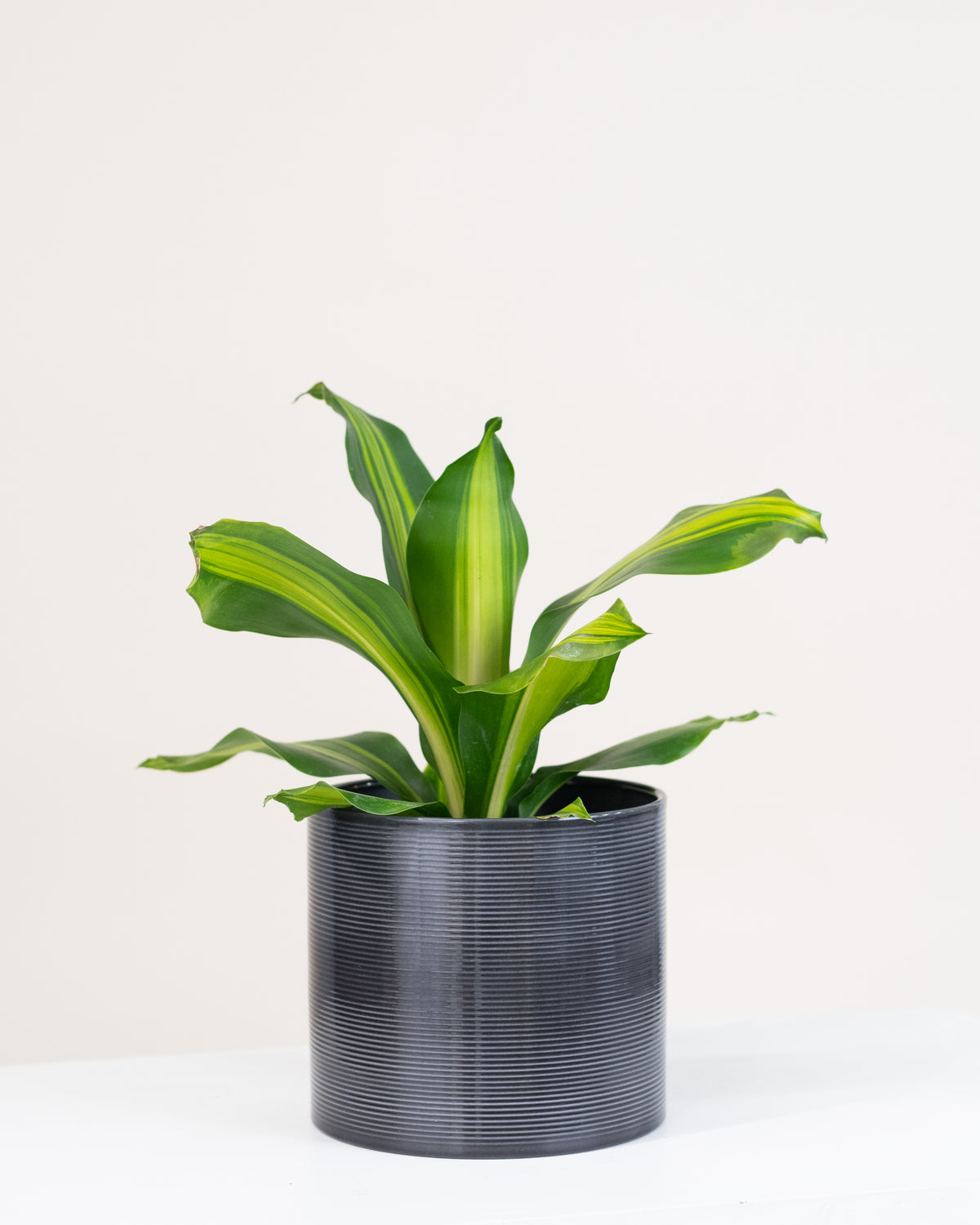 Dracaena massangeana « Giganta »