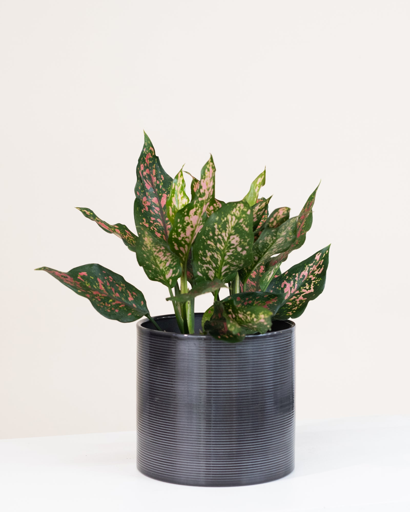 Aglaonema « Red Valentine »