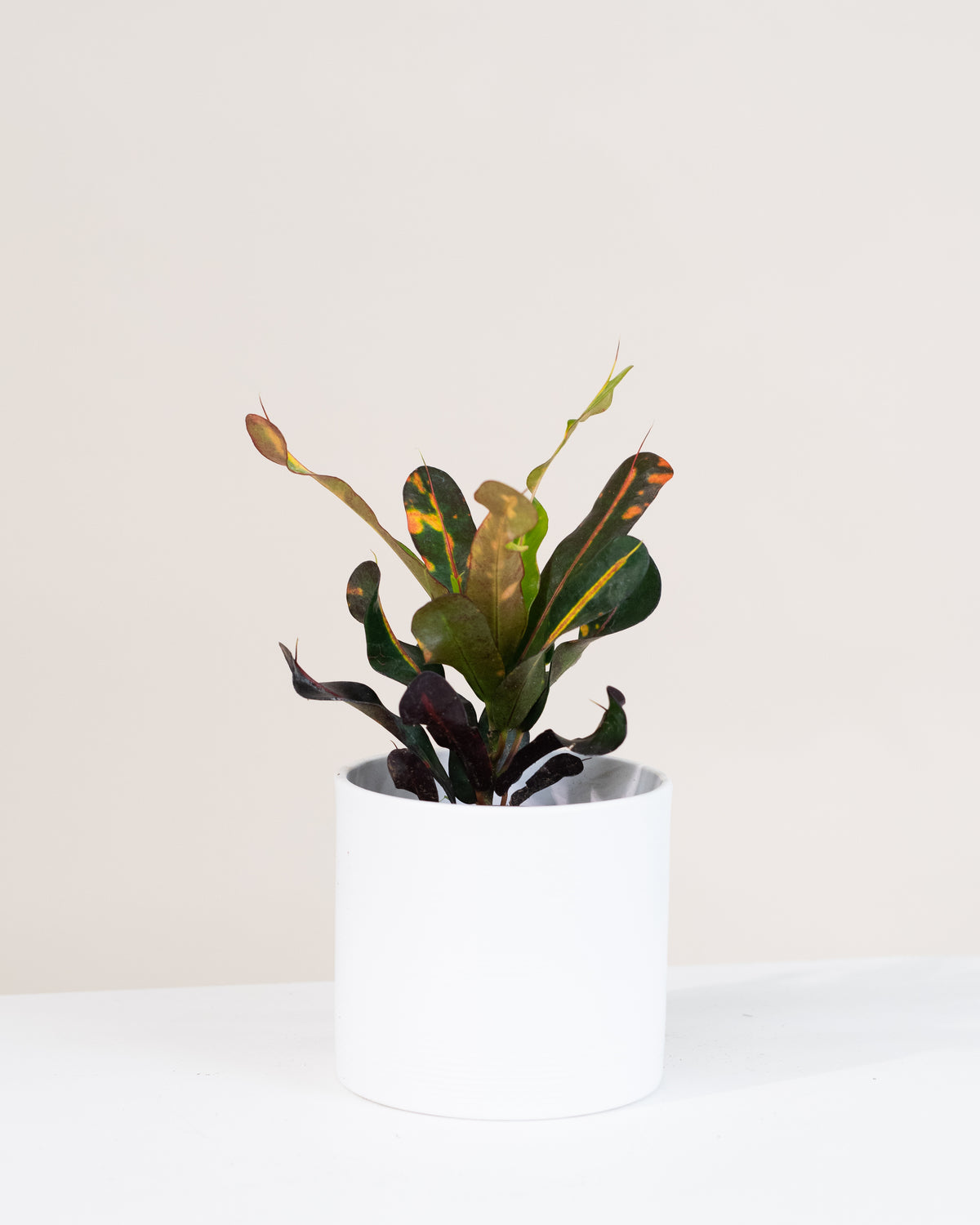 Codiaeum variegatum « Mammy »