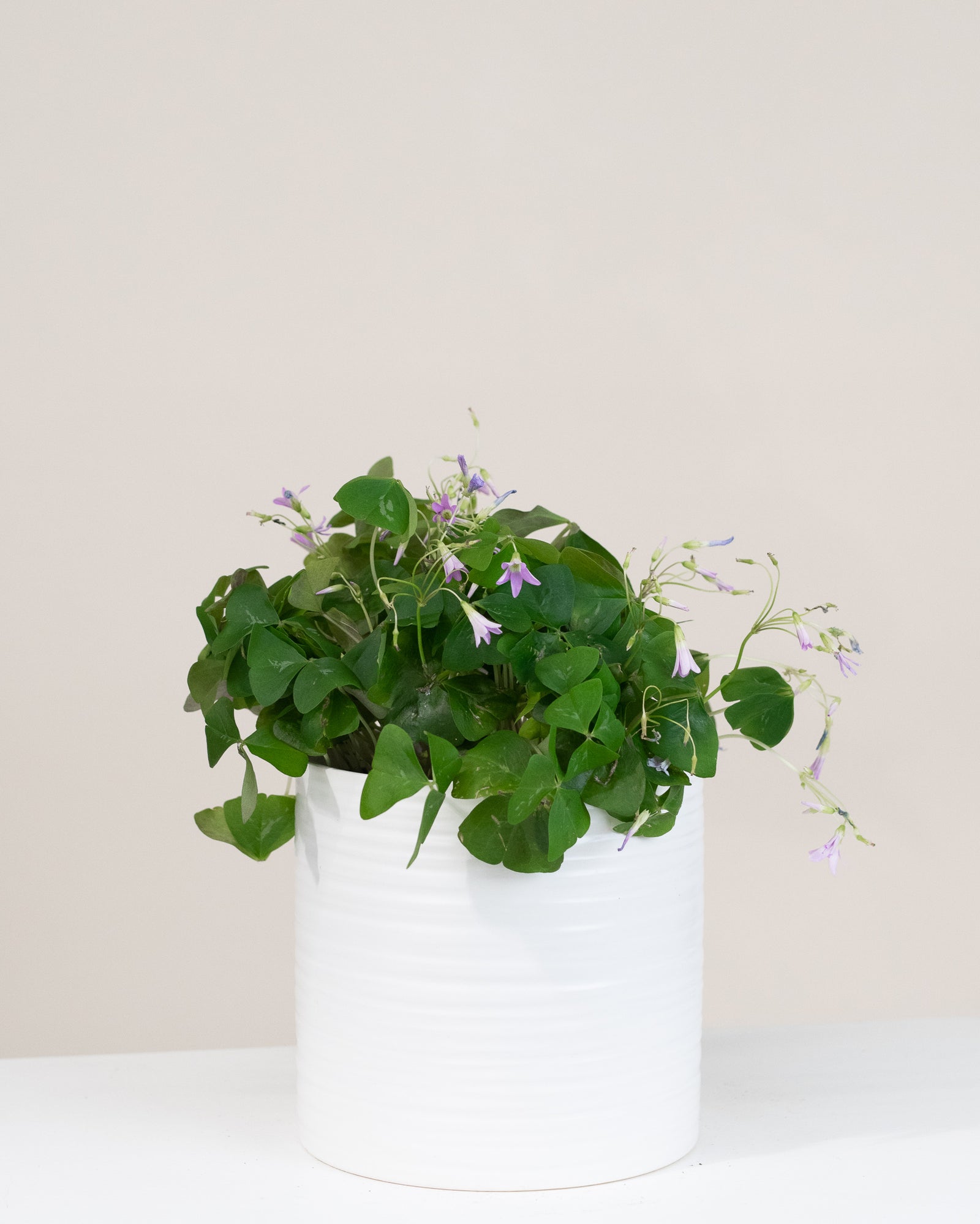 Oxalis triangularis « Lavender »