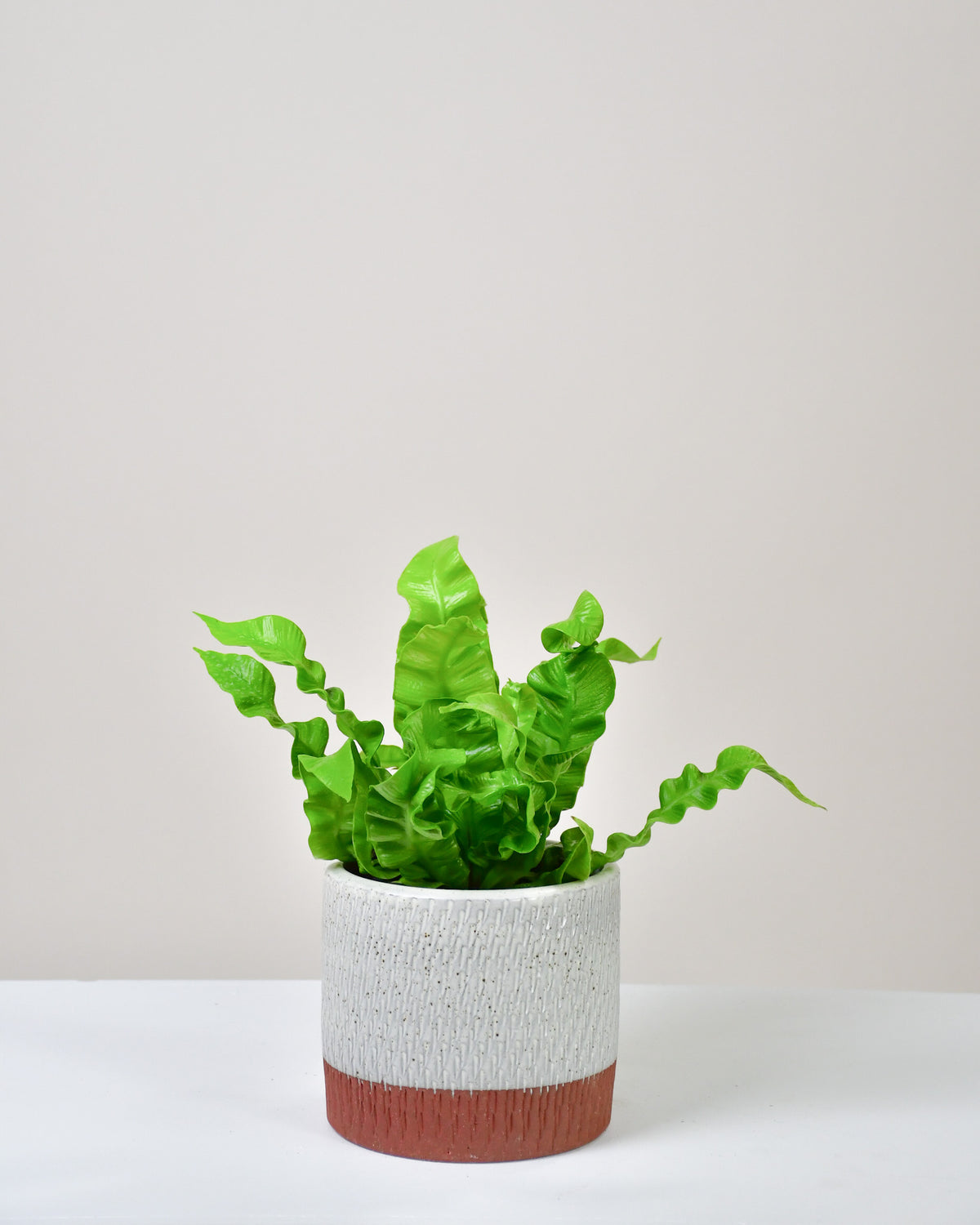 Asplenium nidus « Crispy Wave »