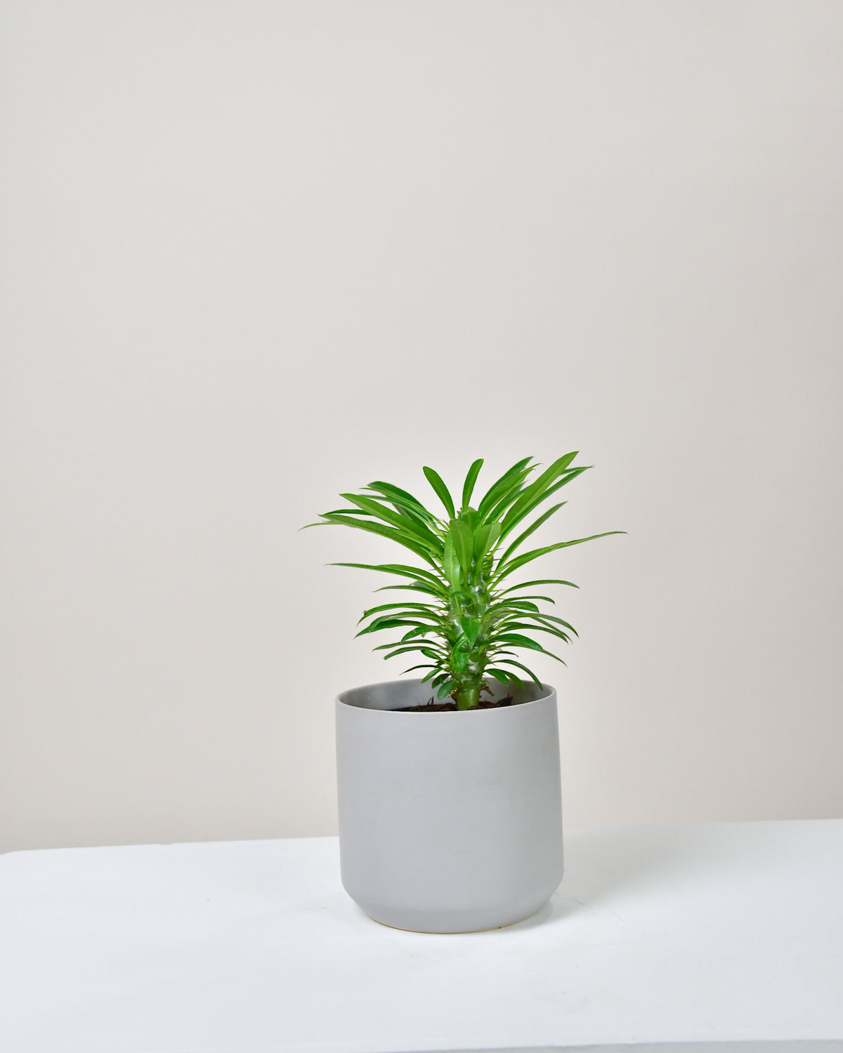 Pachypodium « palmier de Madagascar »