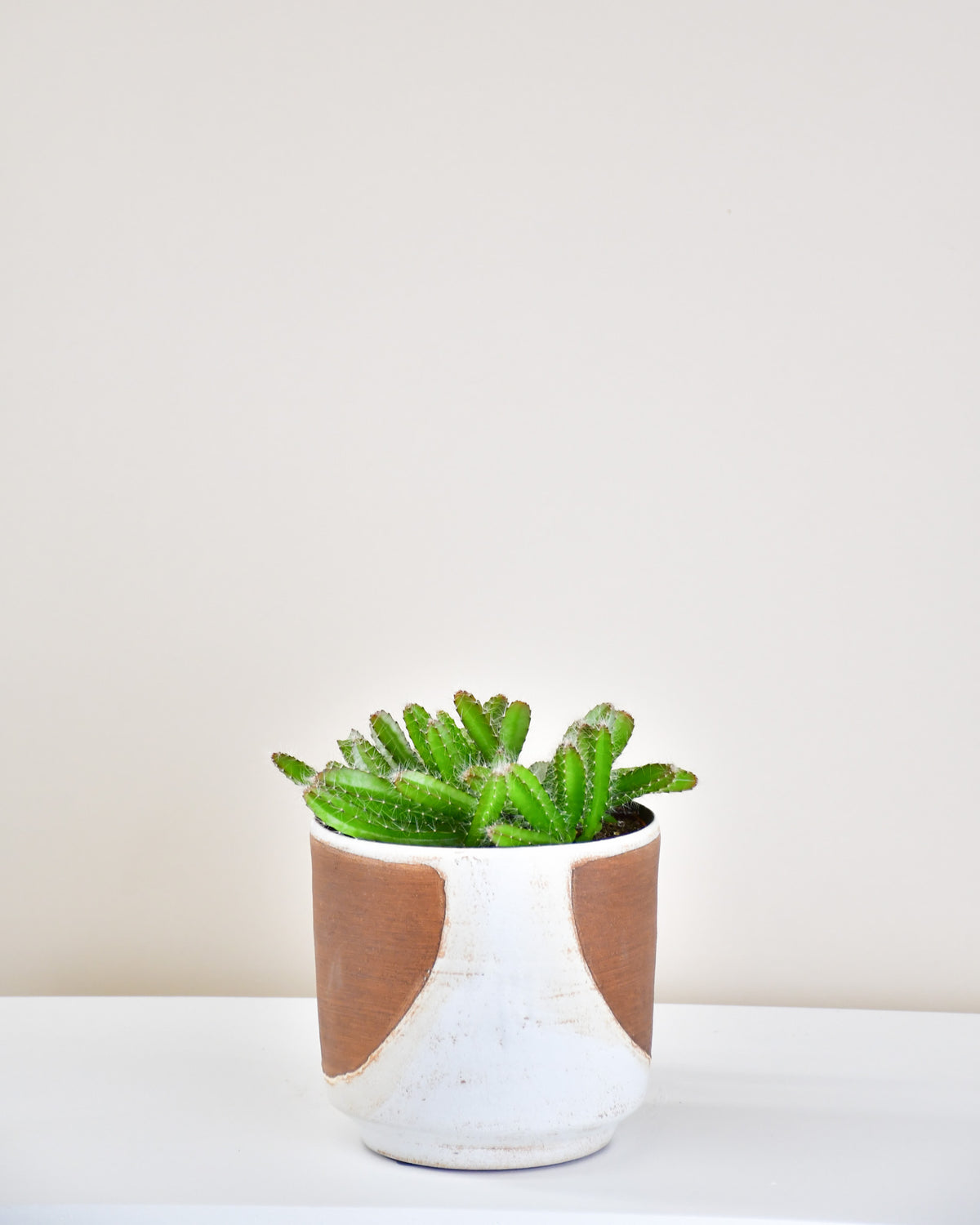 Hylocereus undatus « Fruit du Dragon » 