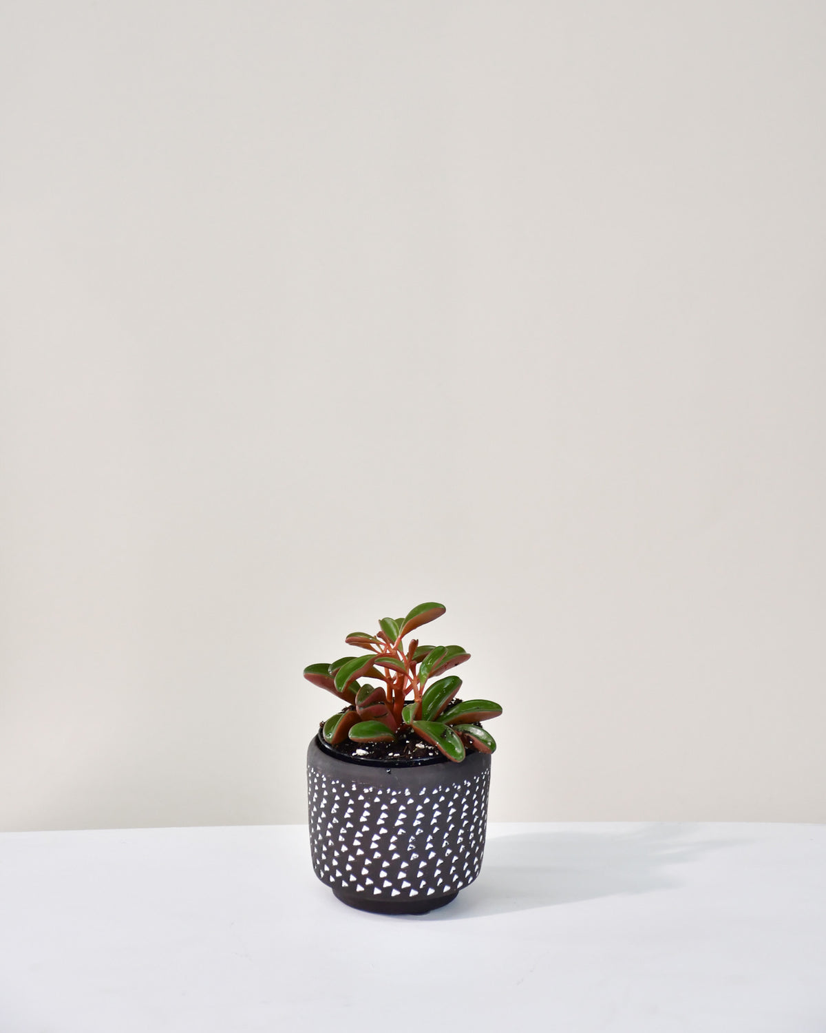 Peperomia graveolens  