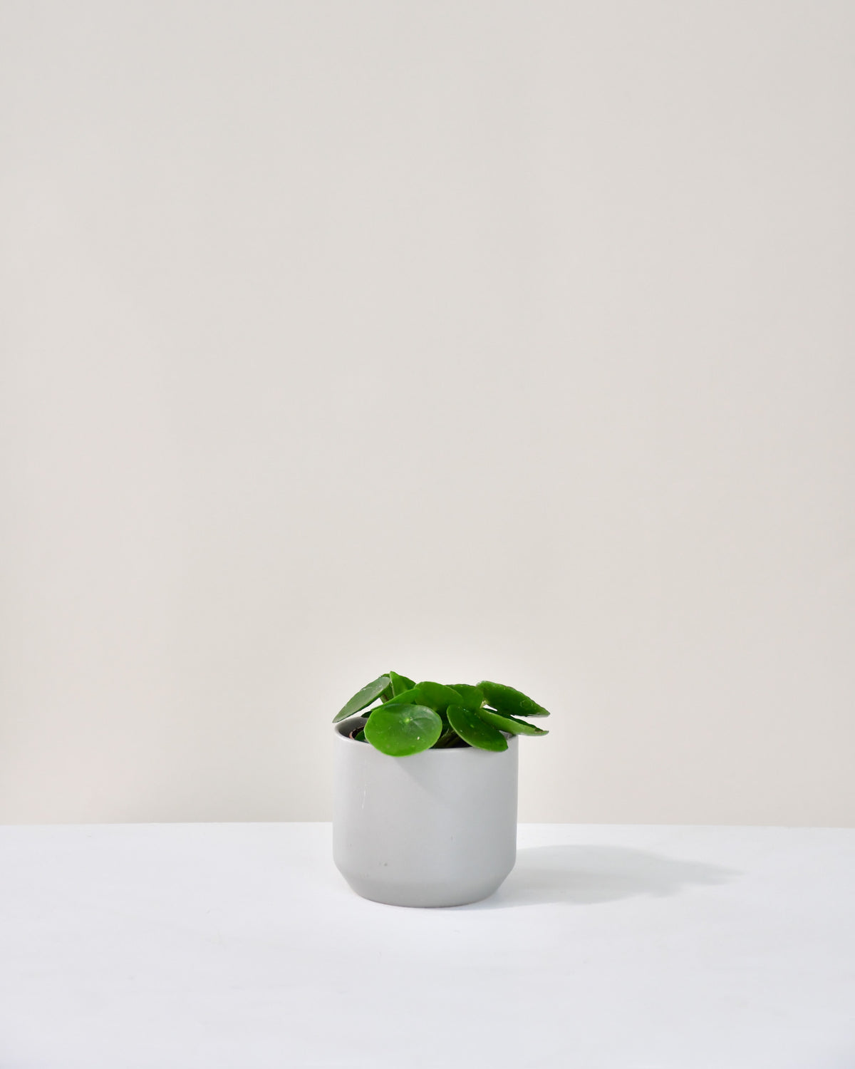 Pilea peperomioides