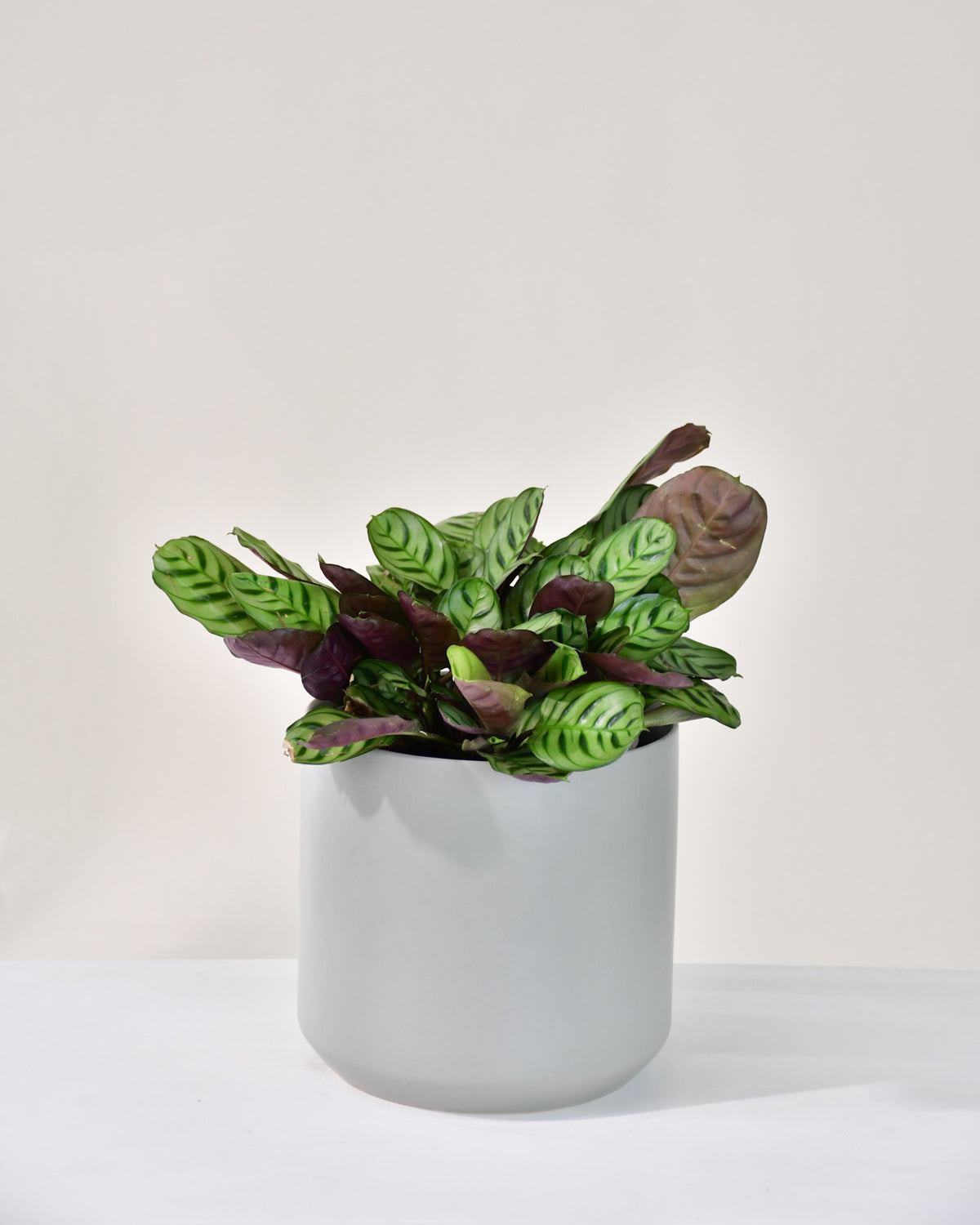 Ctenanthe burle-marxii