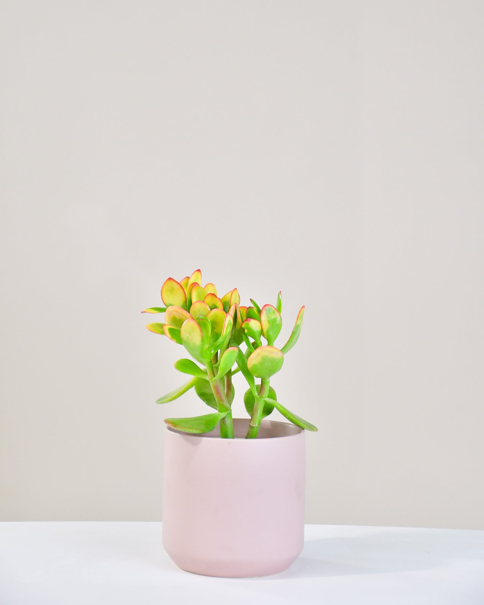 Crassula ovata « Sunset »