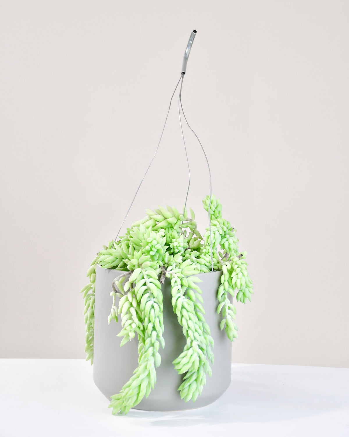 Sedum « Morganianum » 