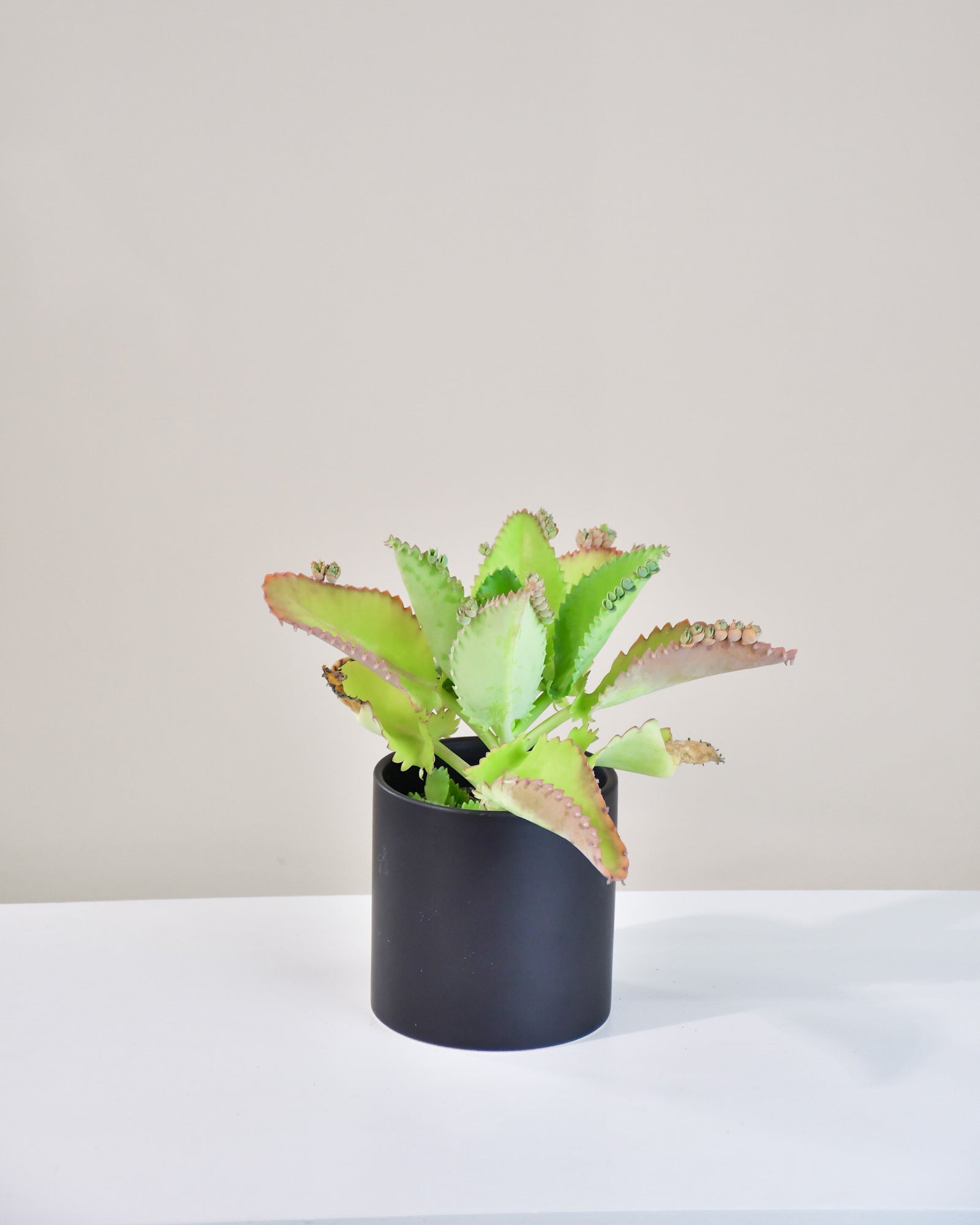 Kalanchoe daigremontiana « Mother of thousands »