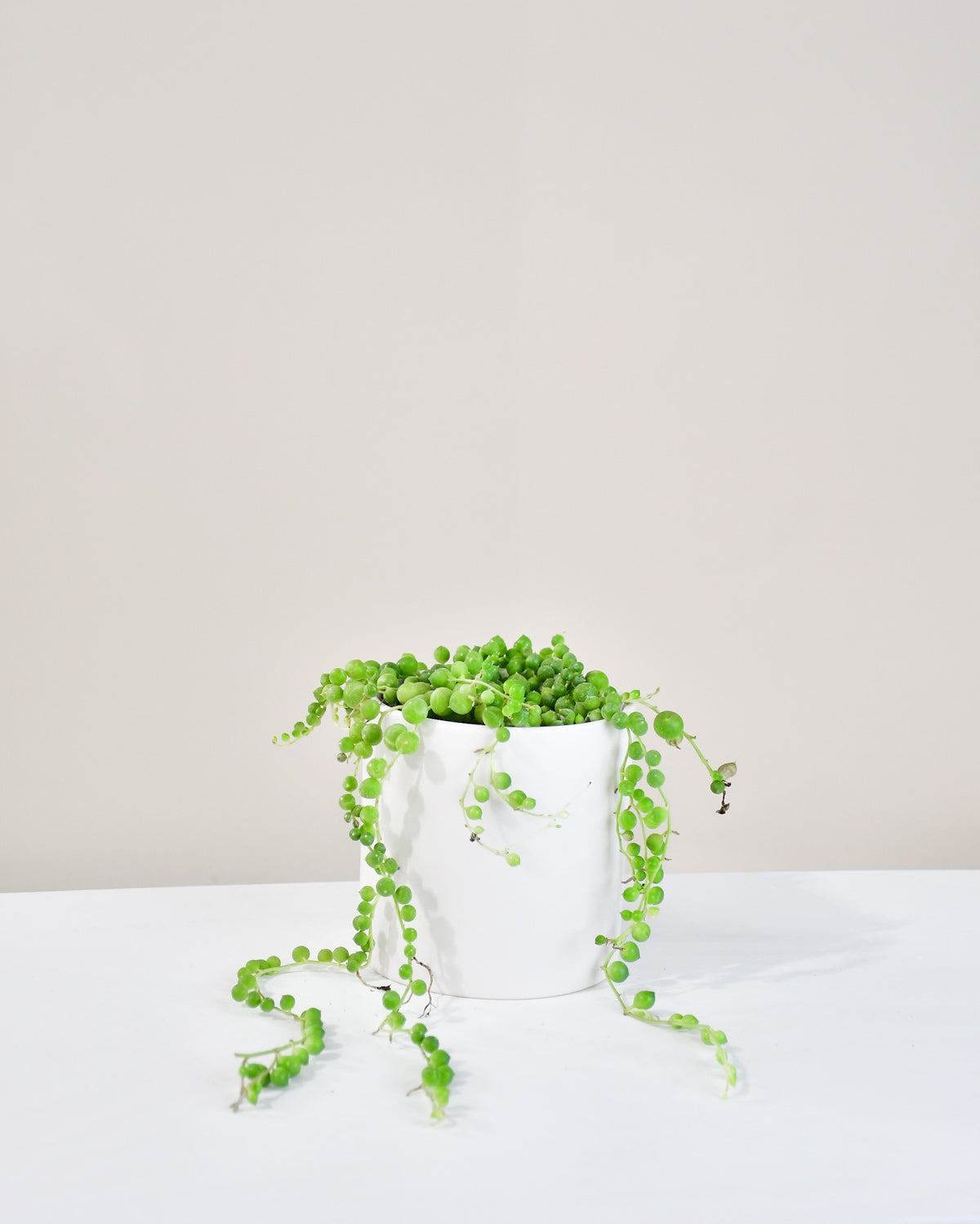 Senecio rowleyianus « Collier de Perles » 