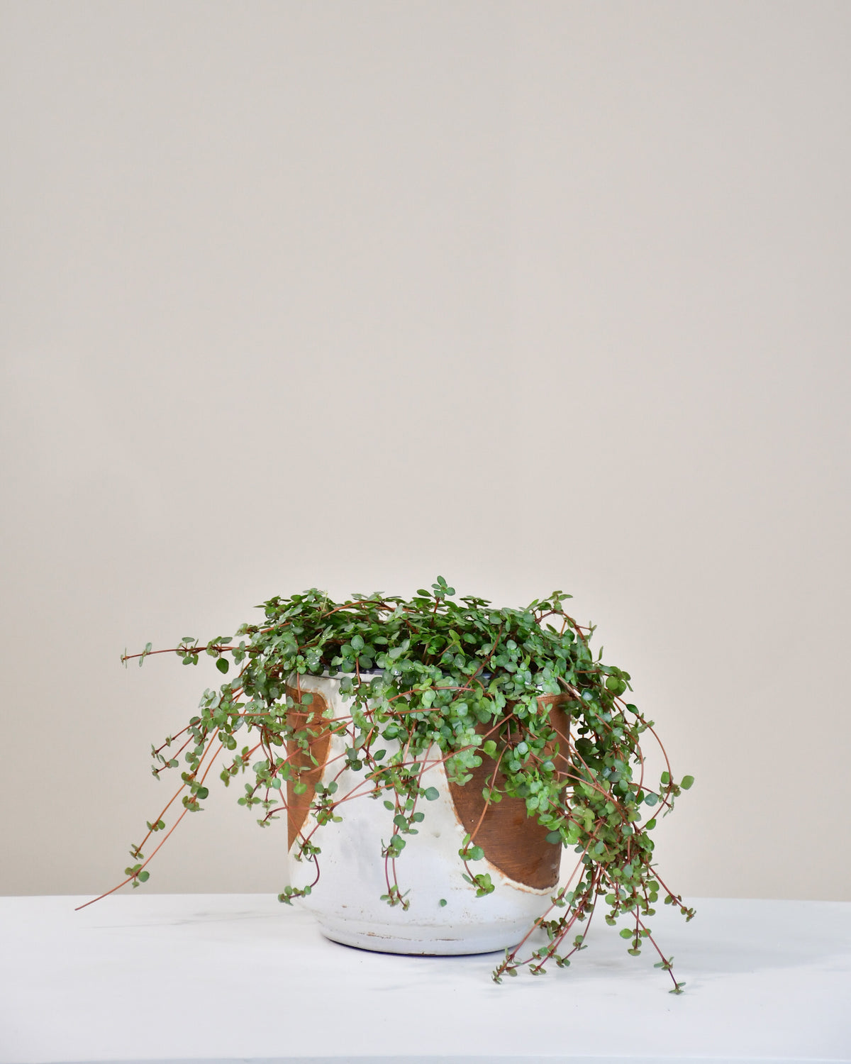 Pilea glauca « Aquamarine » 